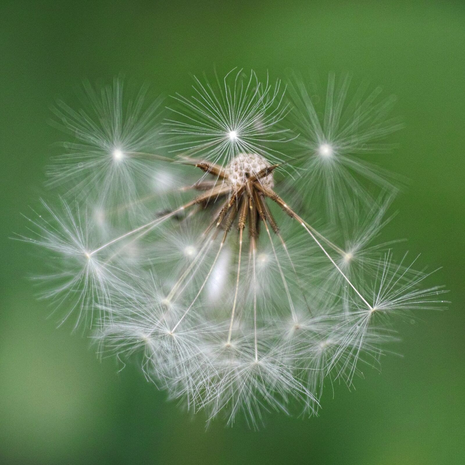 Sigma DP3 Merrill sample photo. Flower, plant, dandelion photography