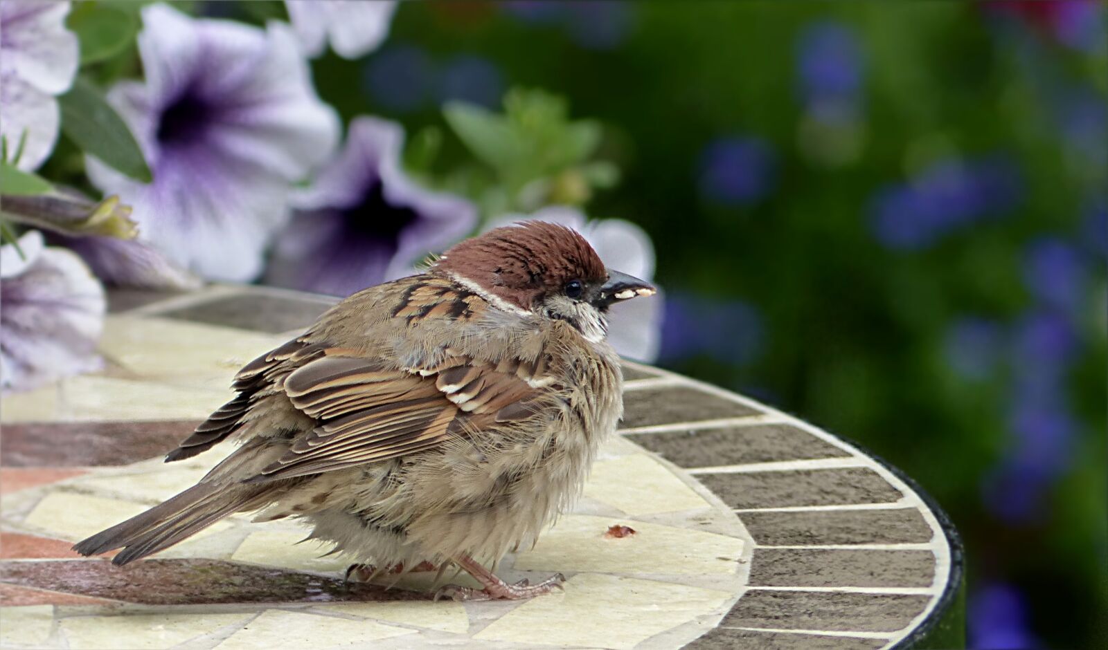 Panasonic Lumix DMC-FZ200 sample photo. Bird, sparrow, sperling photography