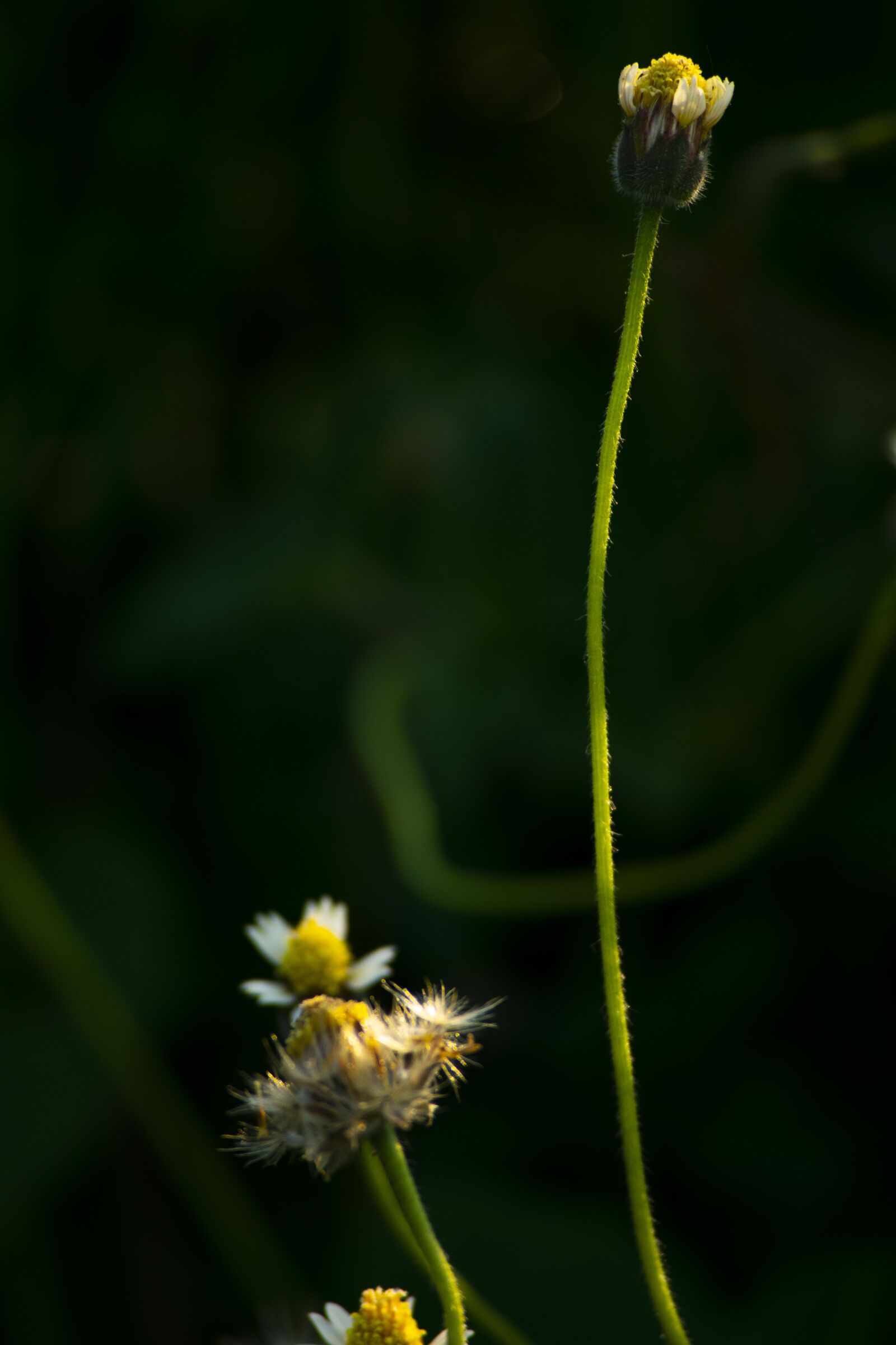 Nikon D3400 sample photo. Flower flowers, nature, sun photography