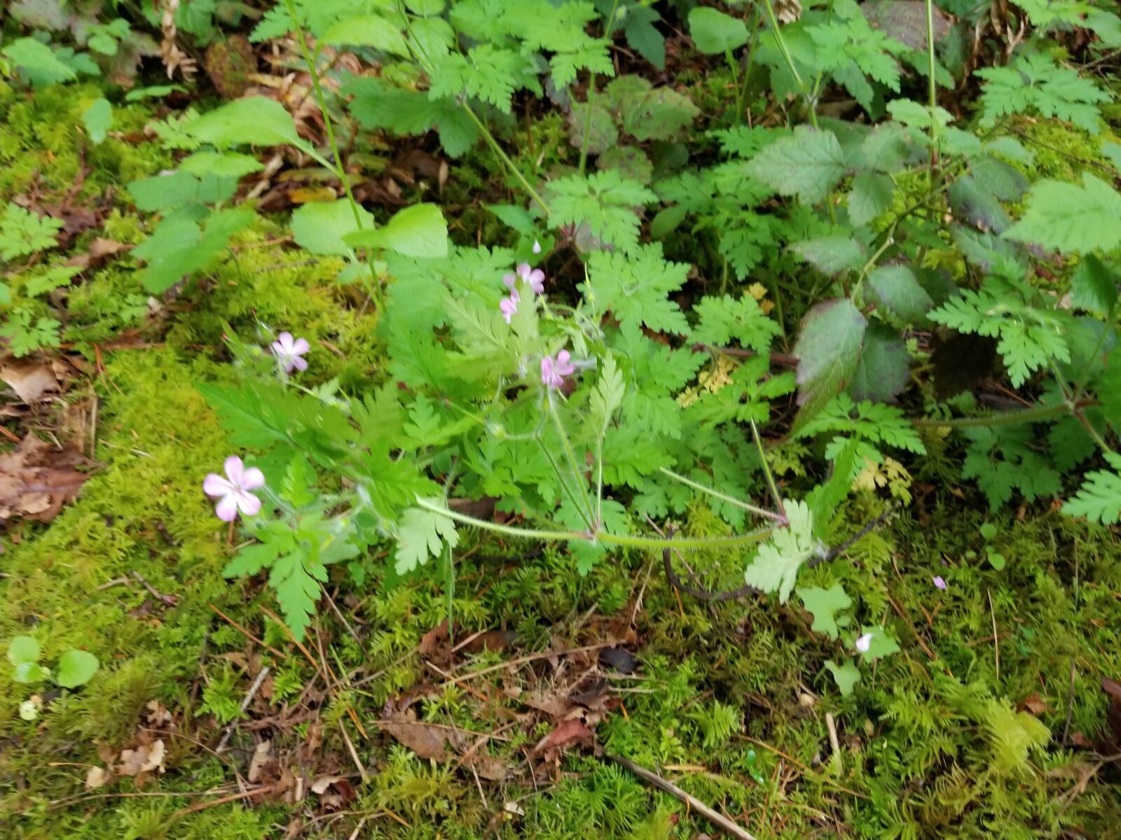 Samsung Galaxy S8 sample photo. Forest, path, pink photography