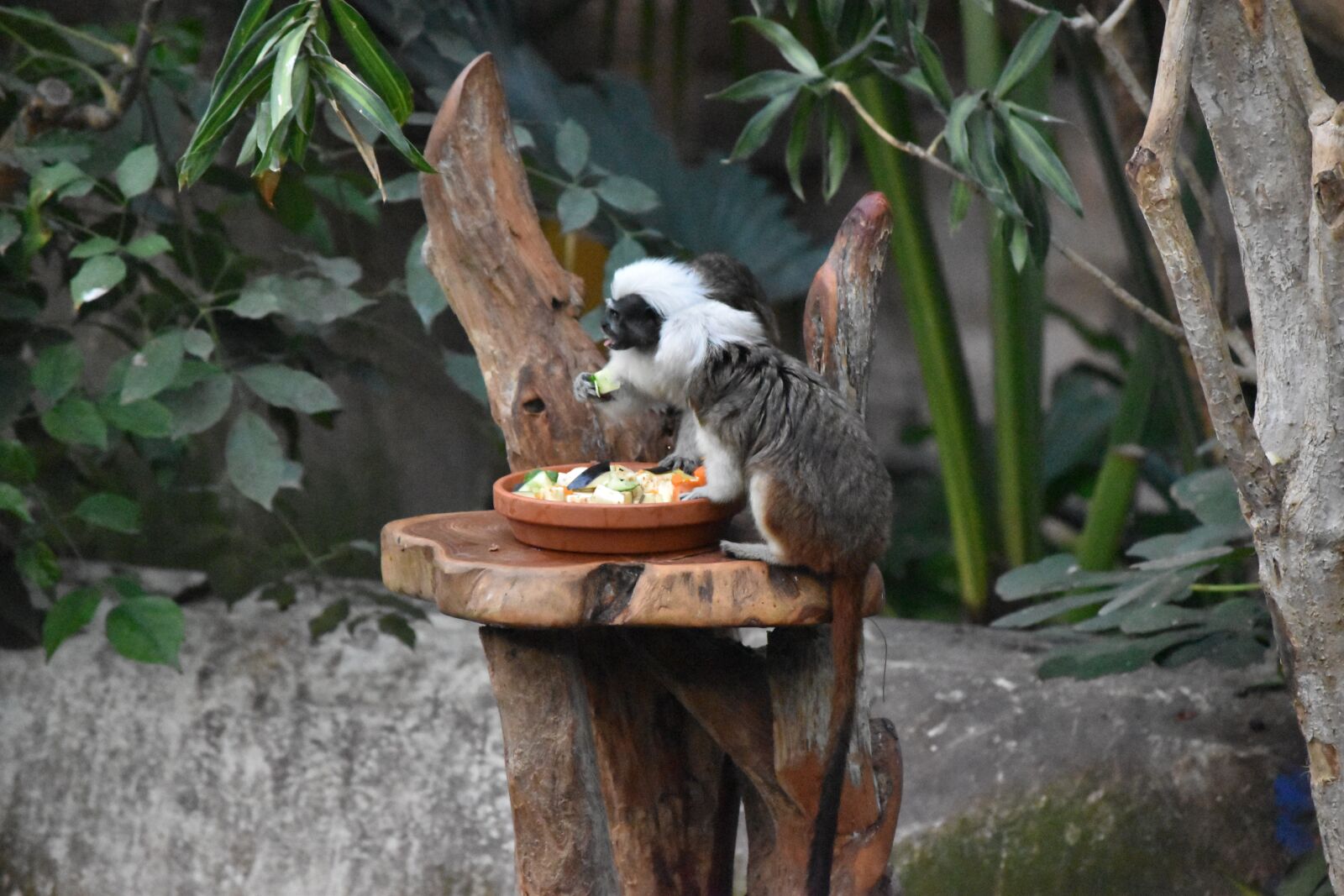 Nikon D5500 sample photo. Nature, fauna, monkey photography