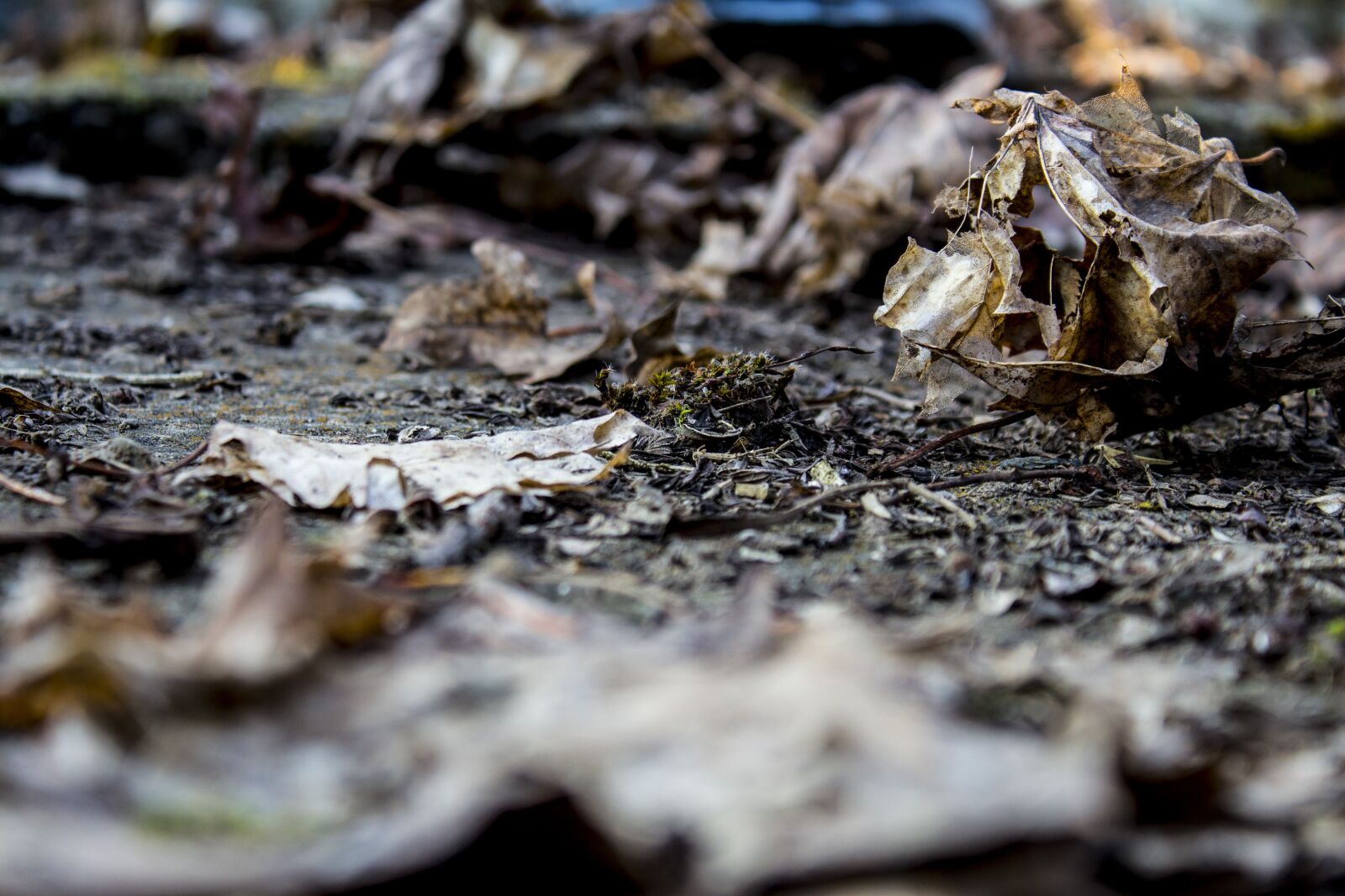 Canon EOS 700D (EOS Rebel T5i / EOS Kiss X7i) sample photo. Nature, wood, environment photography