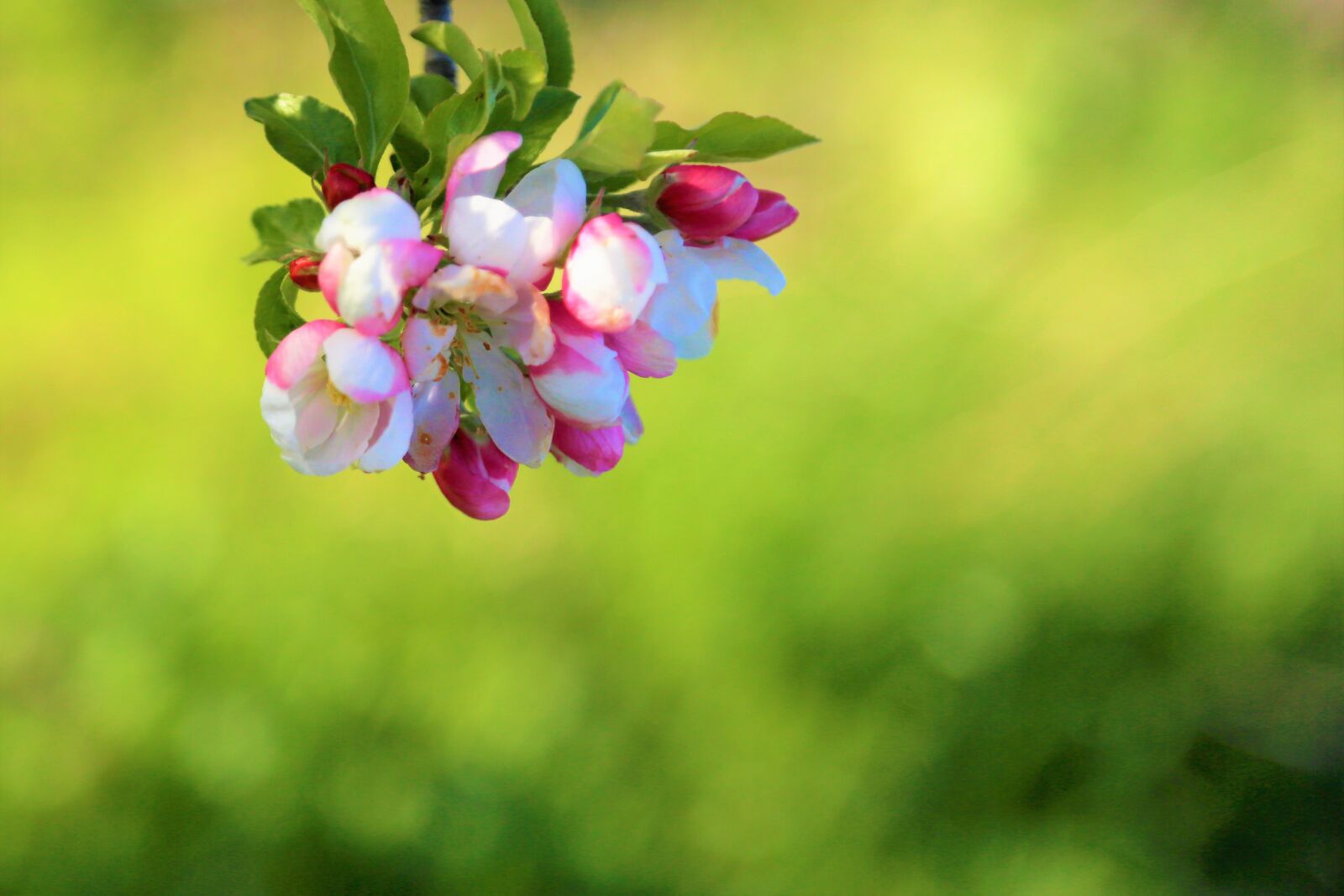 Canon EF 24-105mm F4L IS USM sample photo. Flower, spring, apple photography