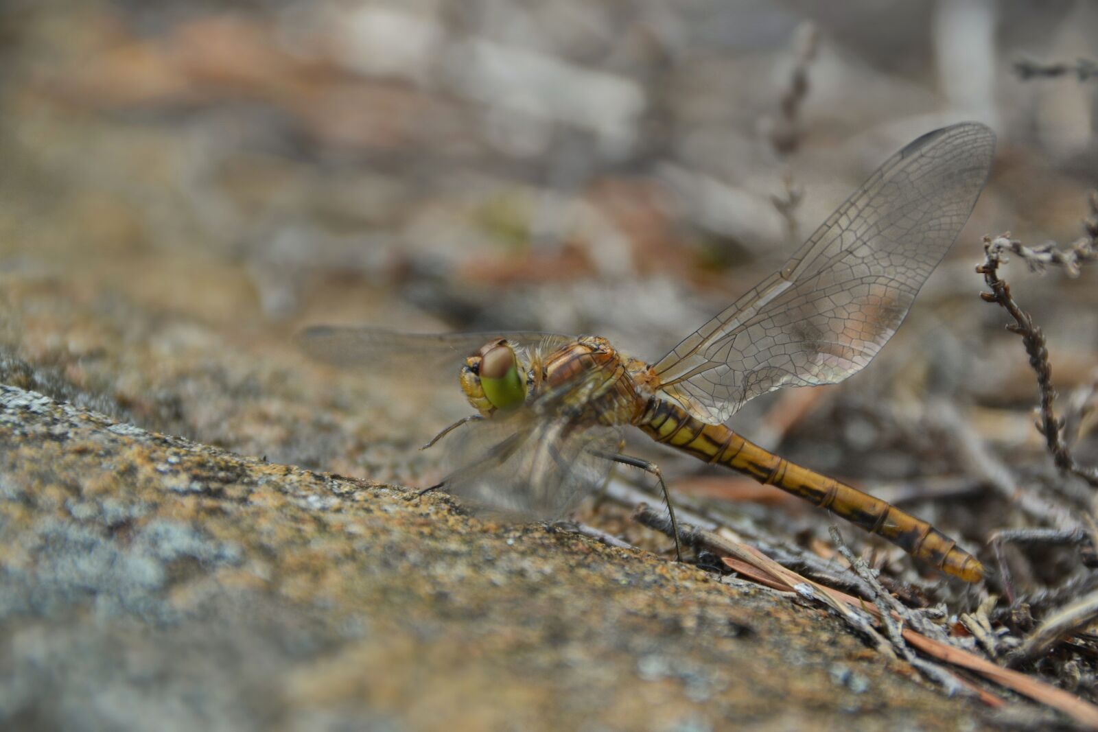 Nikon D3100 sample photo. Dragonfly, macro, sweden photography