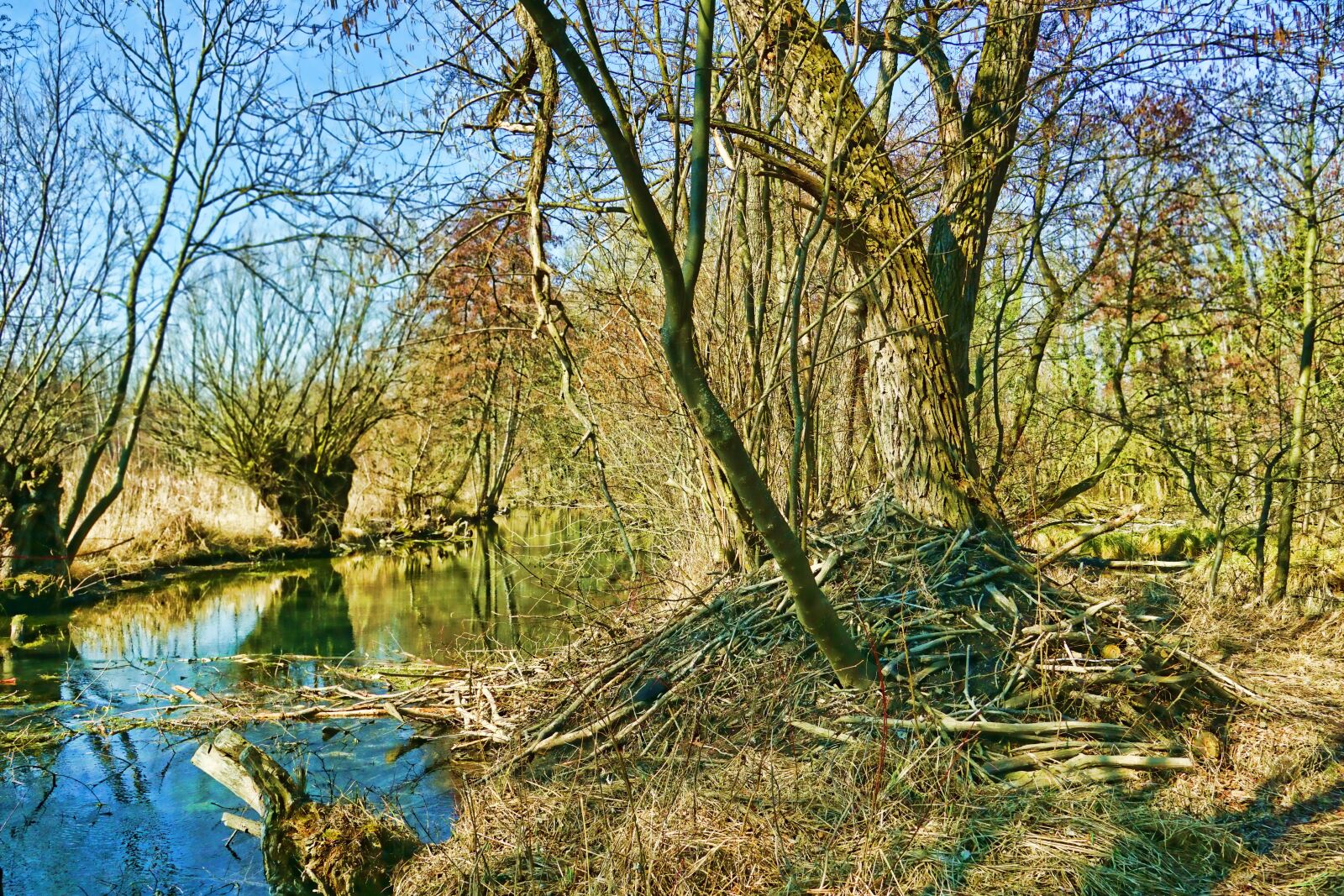 Sony E 18-135mm F3.5-5.6 OSS sample photo. Nature, river, beaver castle photography