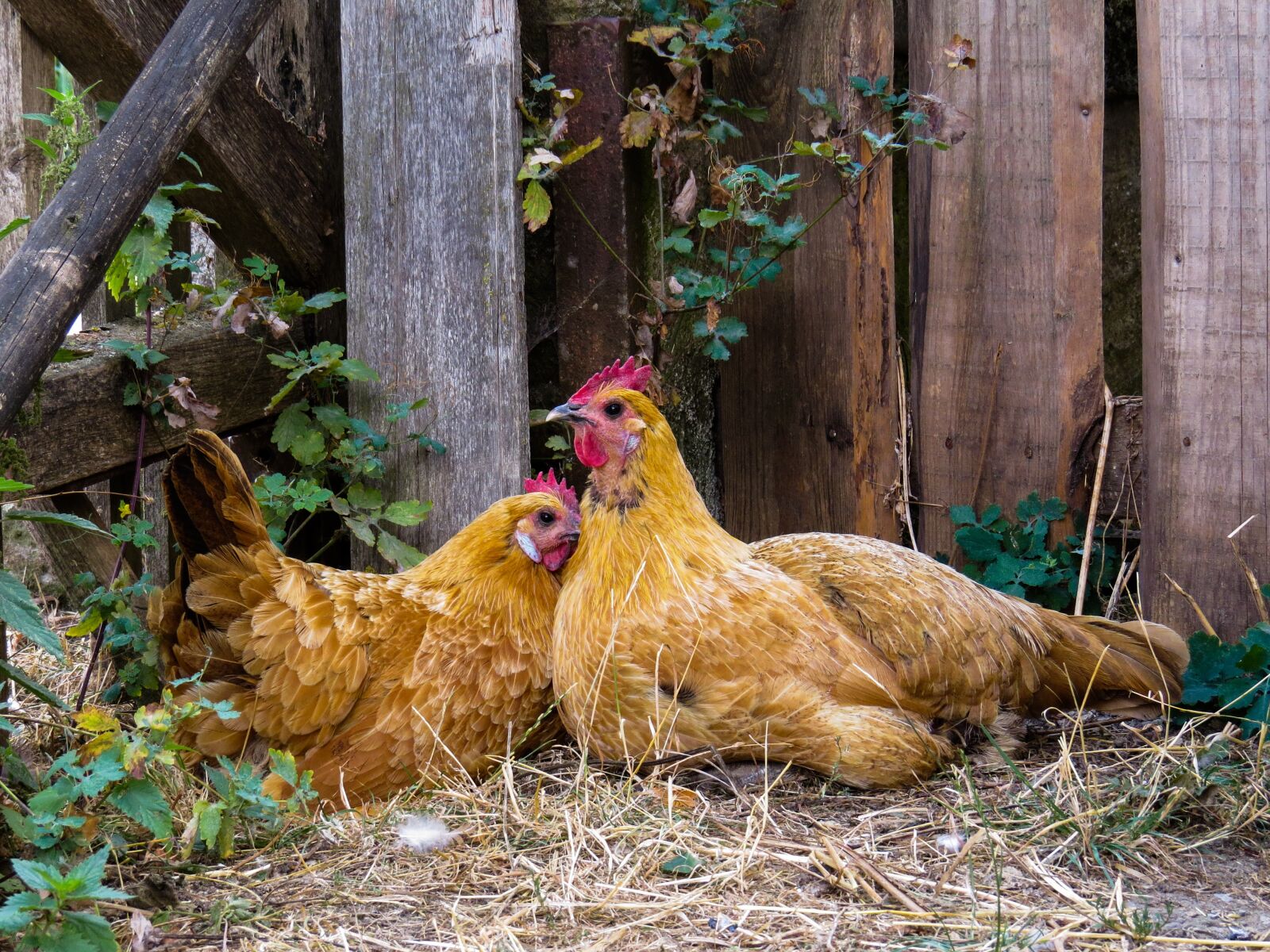 Canon PowerShot SX50 HS sample photo. Animal, chicken, poultry photography