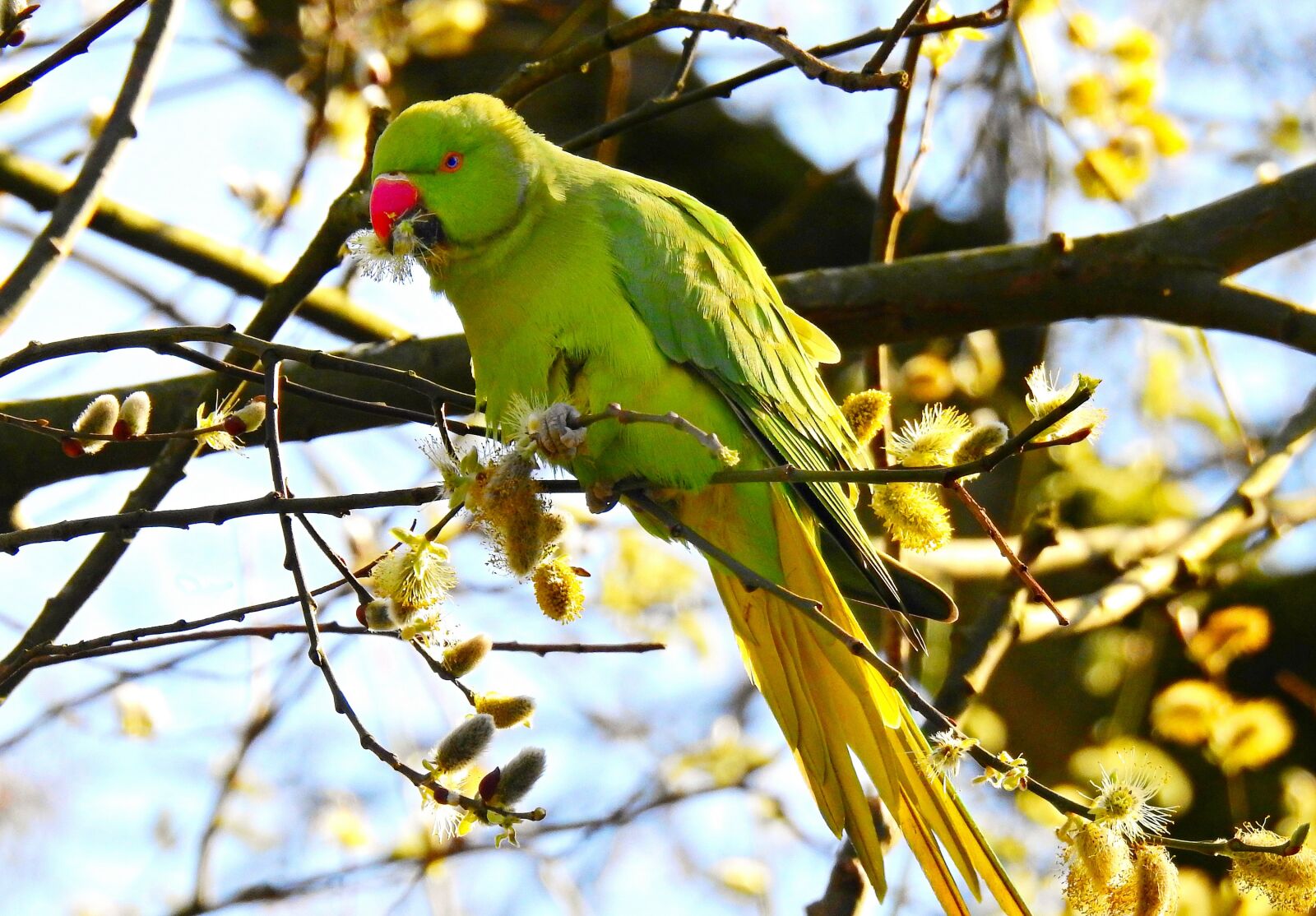 Nikon Coolpix P900 sample photo. Rose ringed parakeet, bird photography