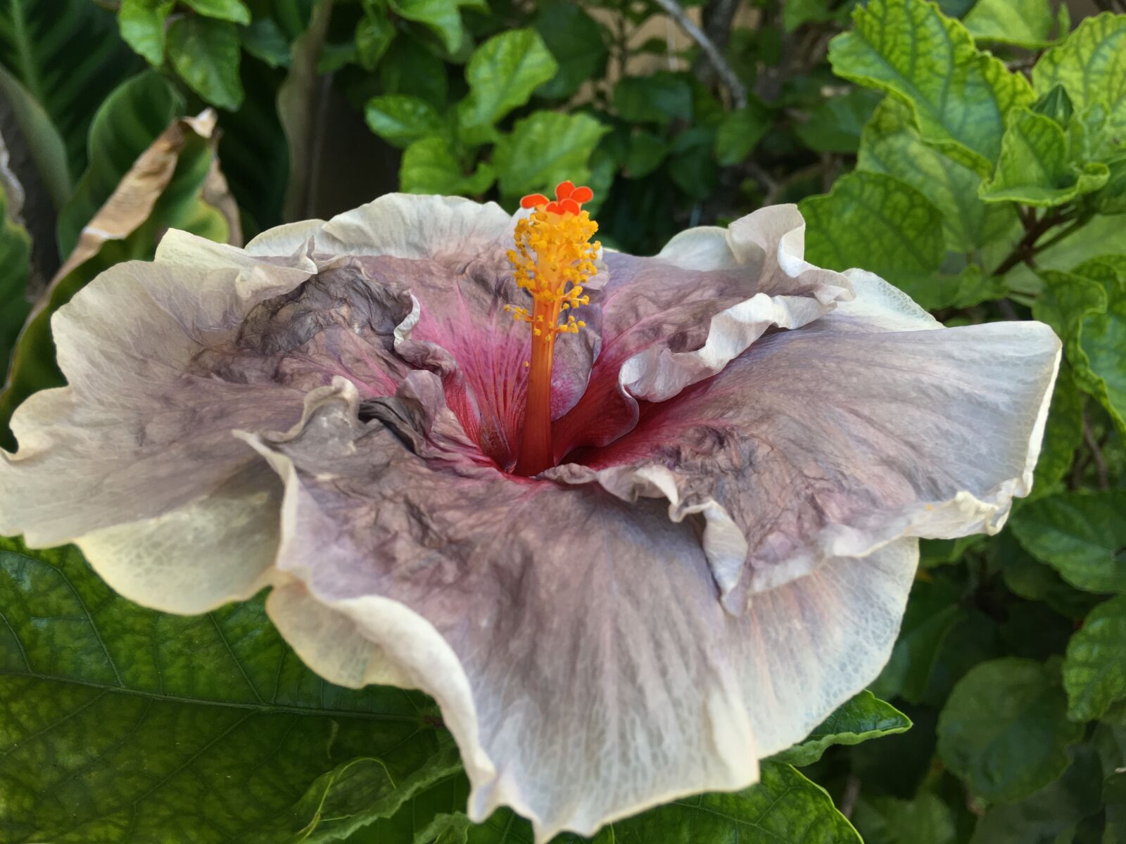 Apple iPhone 6s Plus sample photo. Ibisco, purple flower, flower photography