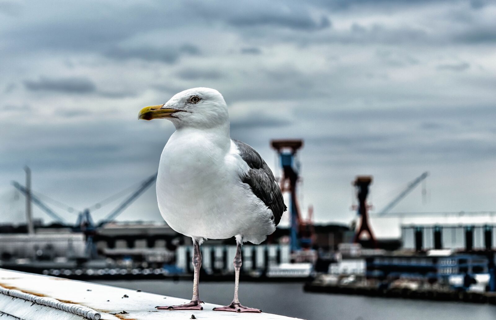 Nikon D3300 sample photo. Seagull, bird, nature photography