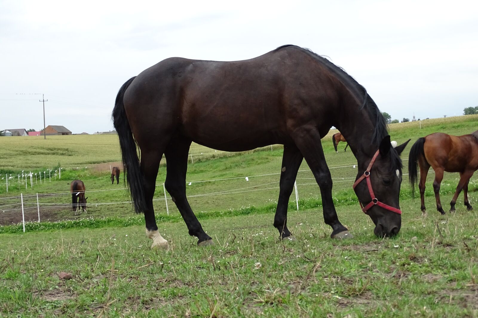 Sony Cyber-shot DSC-HX400V sample photo. The horse, mare, horse photography