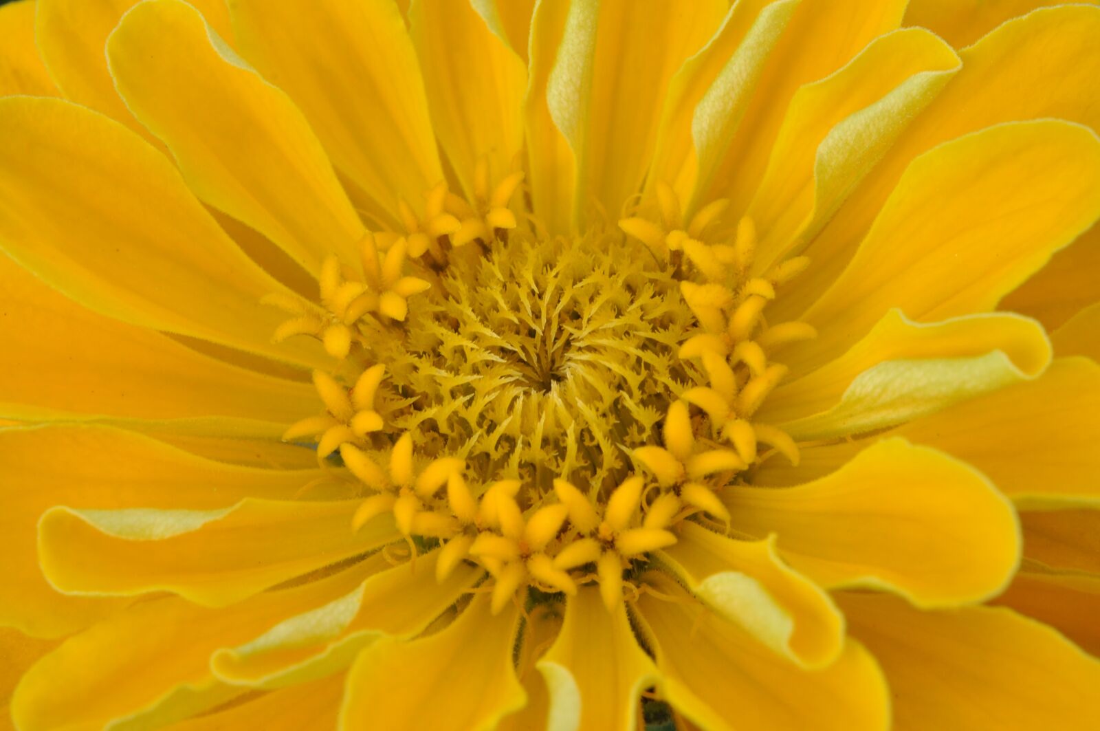 Nikon D5000 sample photo. Macro, dahlia, yellow photography