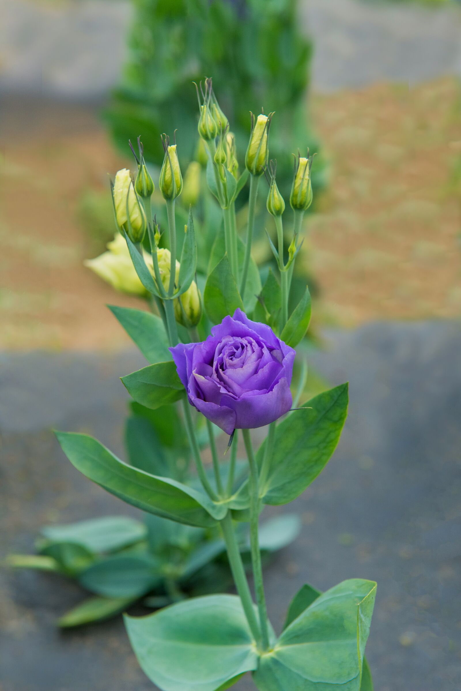 Nikon D800 sample photo. Lisianthus, flower, purple photography