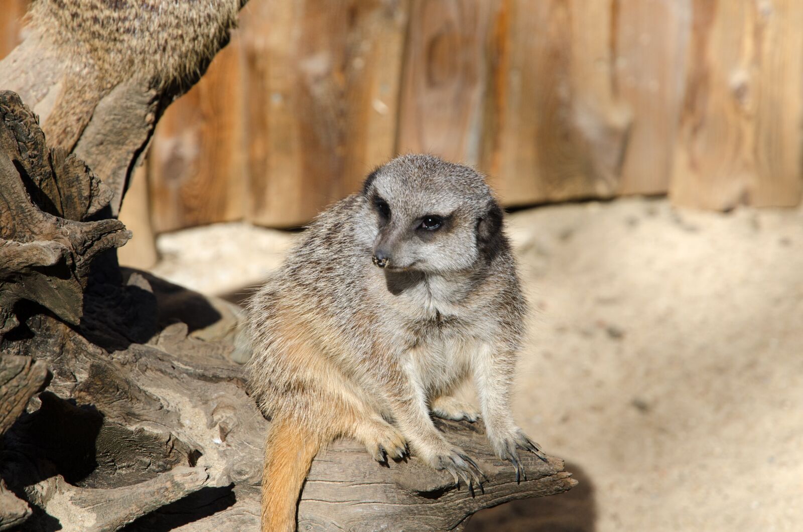 Nikon D7000 sample photo. Meerkat, zoo, animal photography