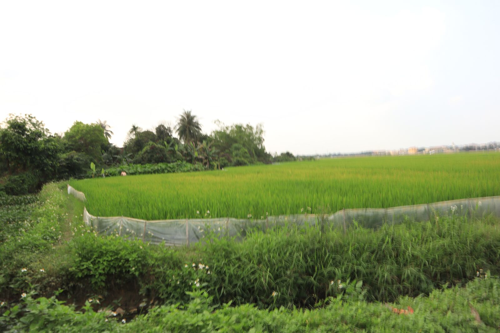 Canon EOS M50 (EOS Kiss M) sample photo. Green, silk, paddy field photography