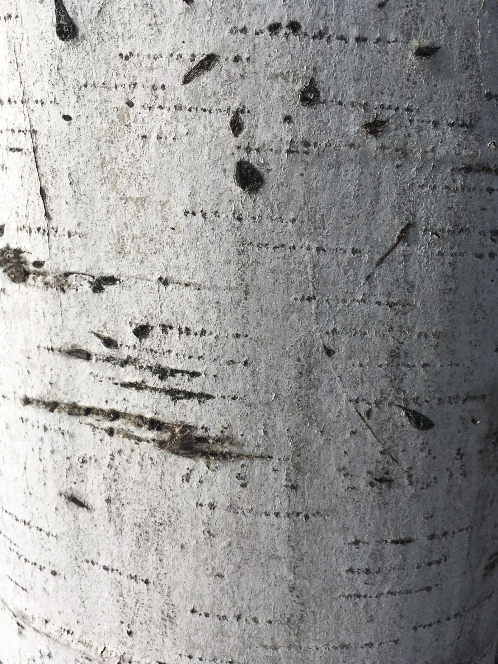 Apple iPhone SE sample photo. Birch, texture, bark photography