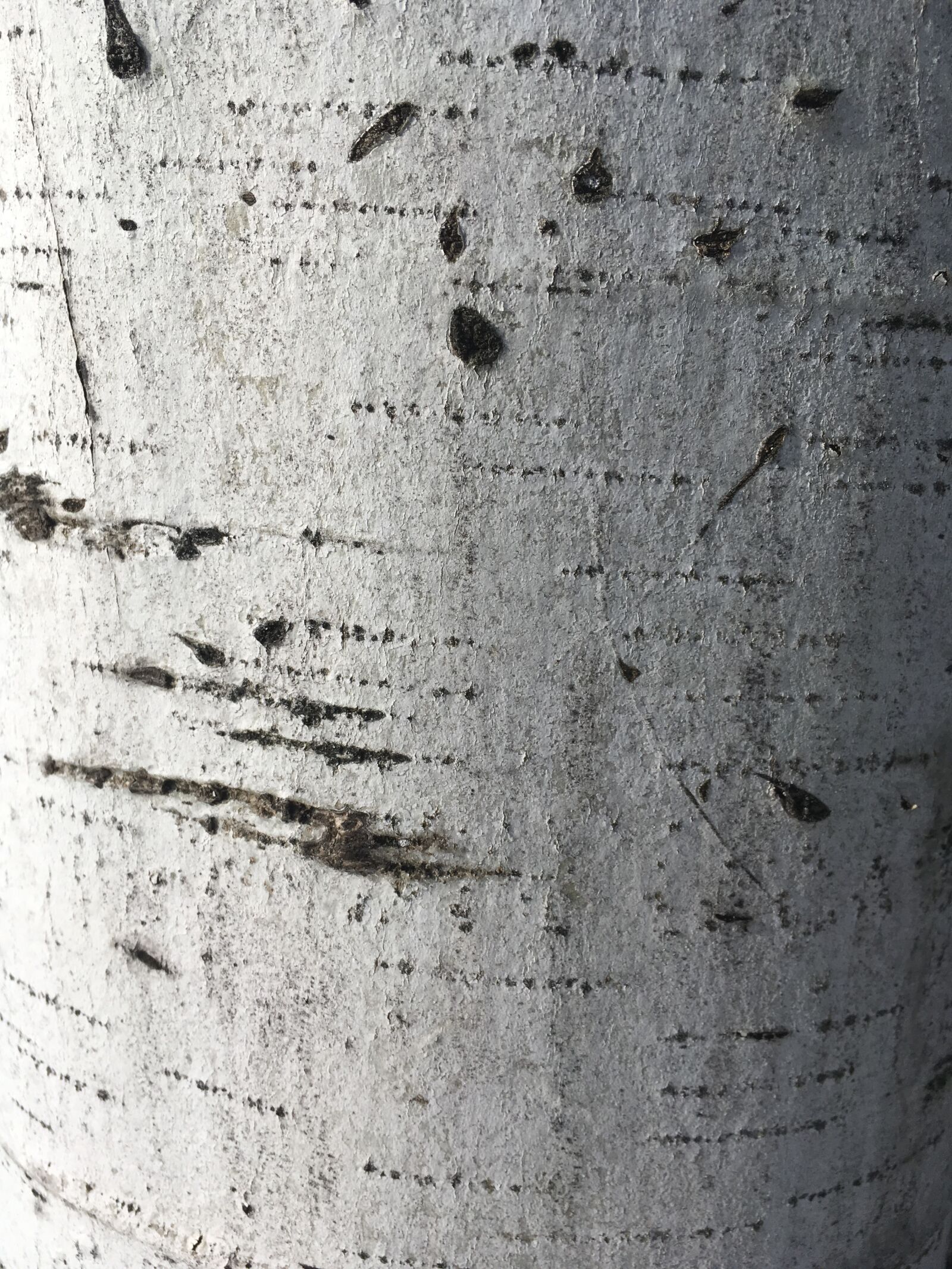 iPhone SE back camera 4.15mm f/2.2 sample photo. Birch, texture, bark photography