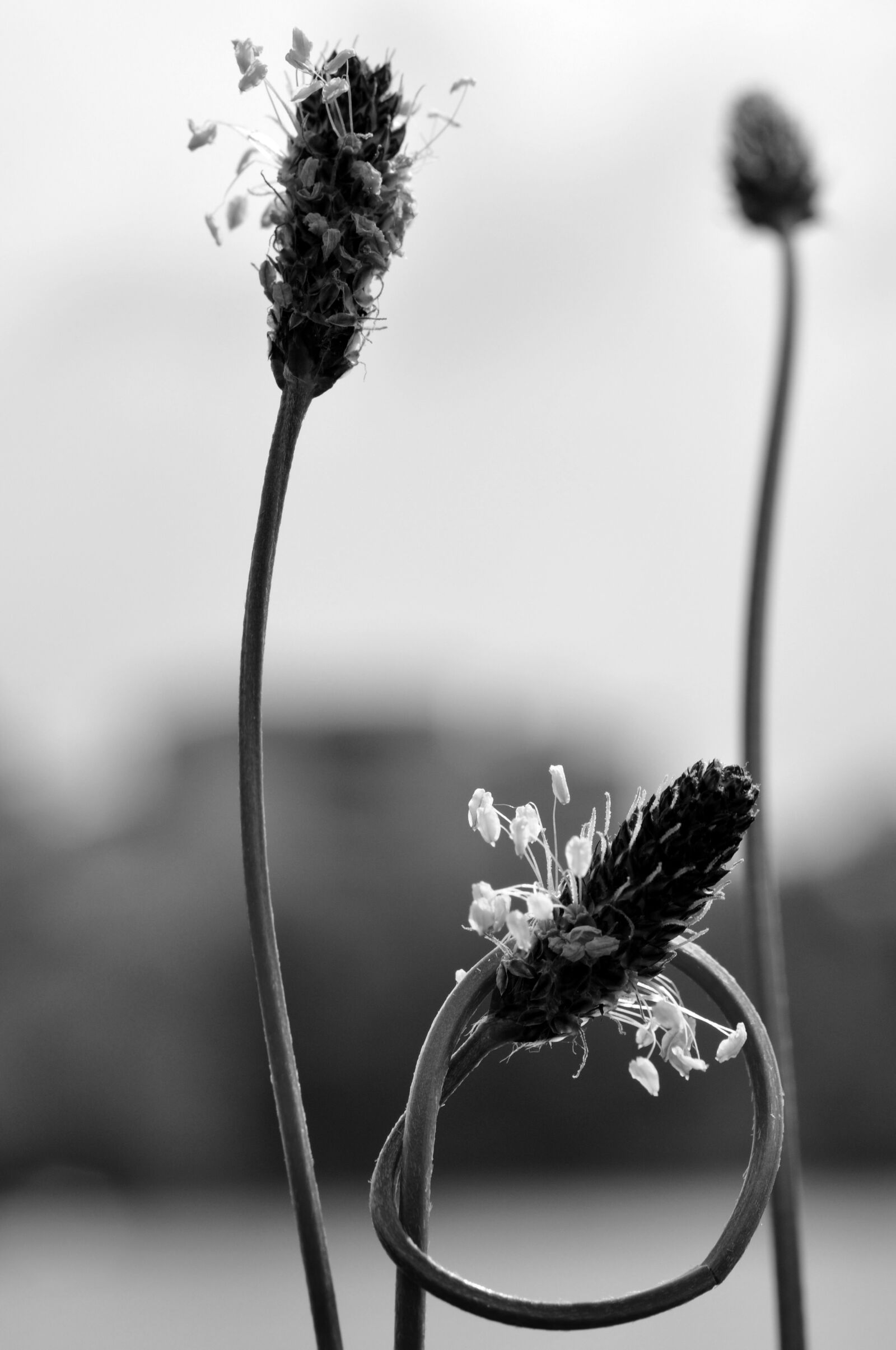 Nikon D90 sample photo. Nature, knot, plant photography