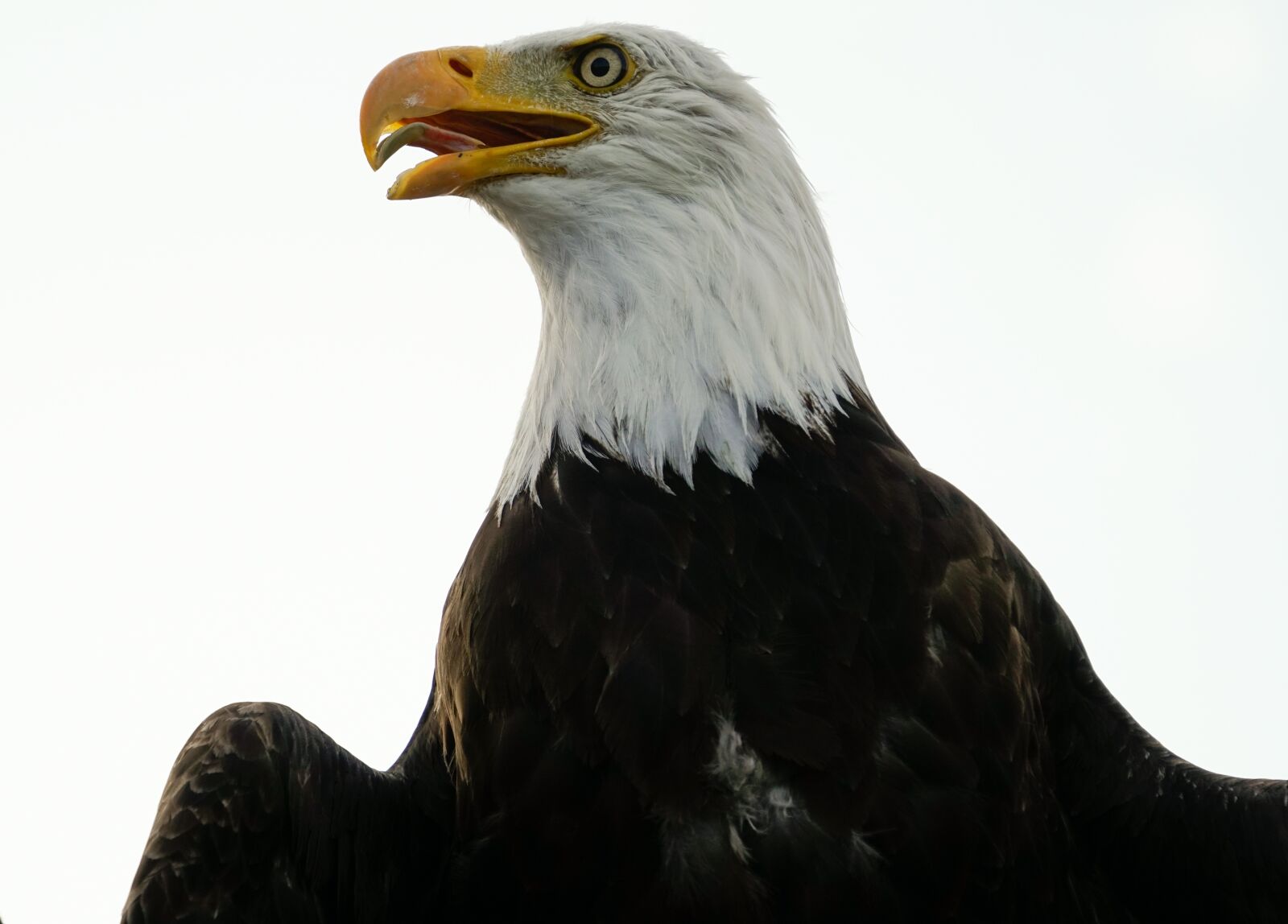 Sony a6300 sample photo. Bald eagle, eagle, bird photography