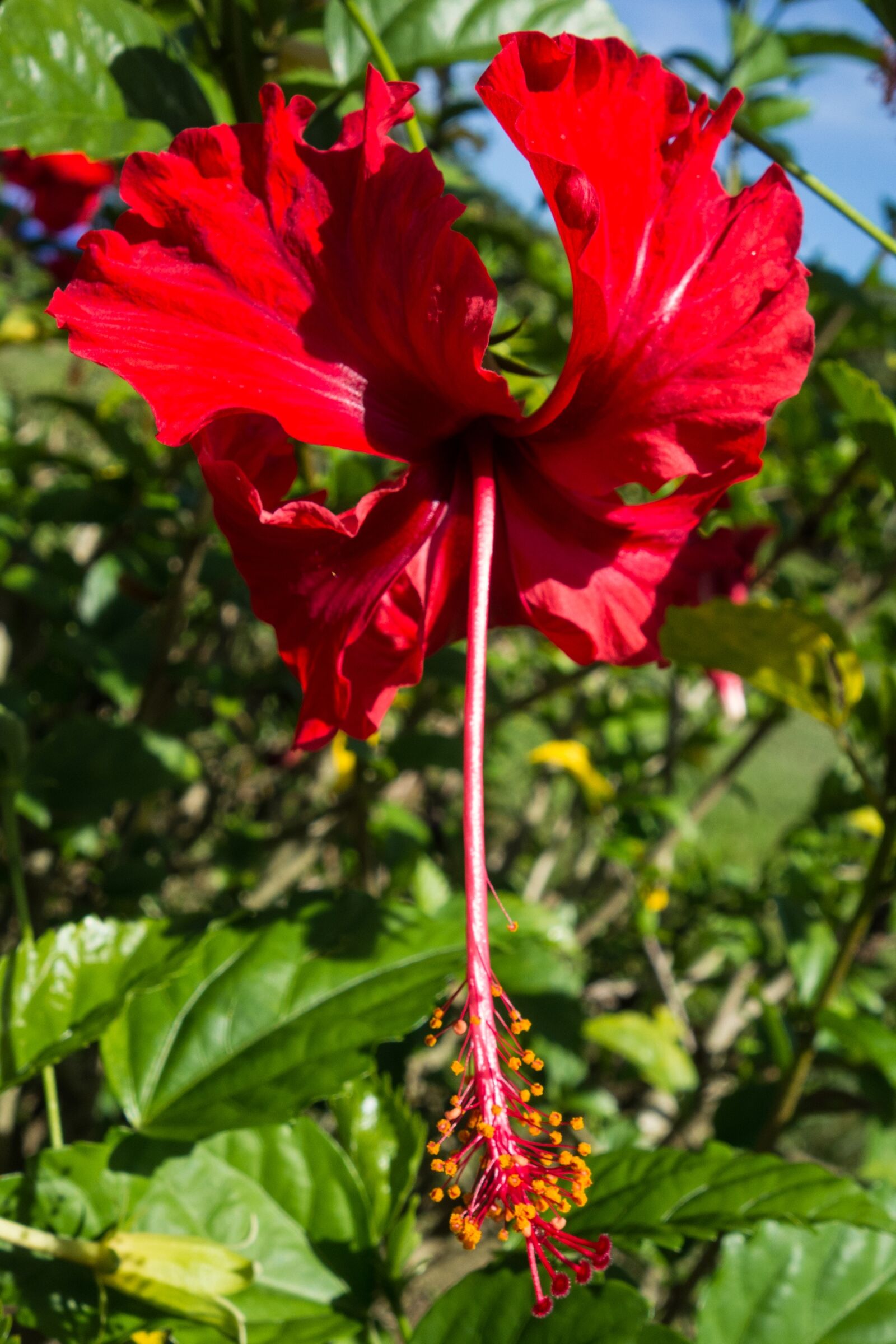 Sony Cyber-shot DSC-RX100 sample photo. Flower, red, malaysia photography