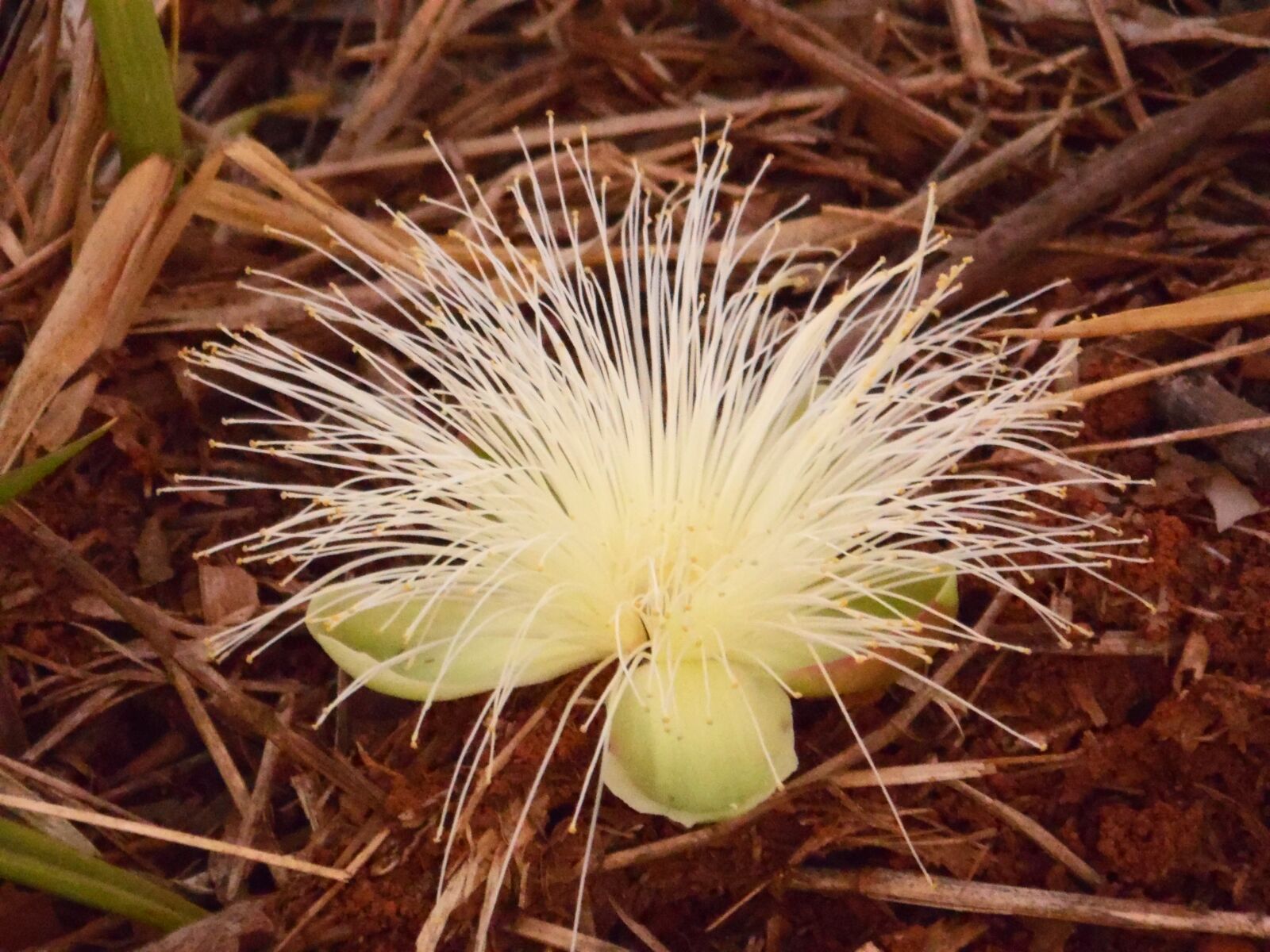 Samsung WB100/  WB101 sample photo. Flower, pequi, cerrado photography