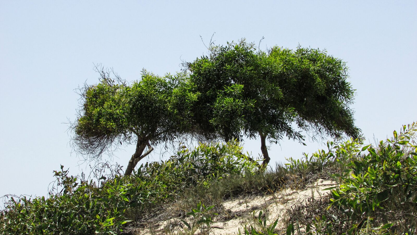 Canon PowerShot SX400 IS sample photo. Trees, dunes, nature photography
