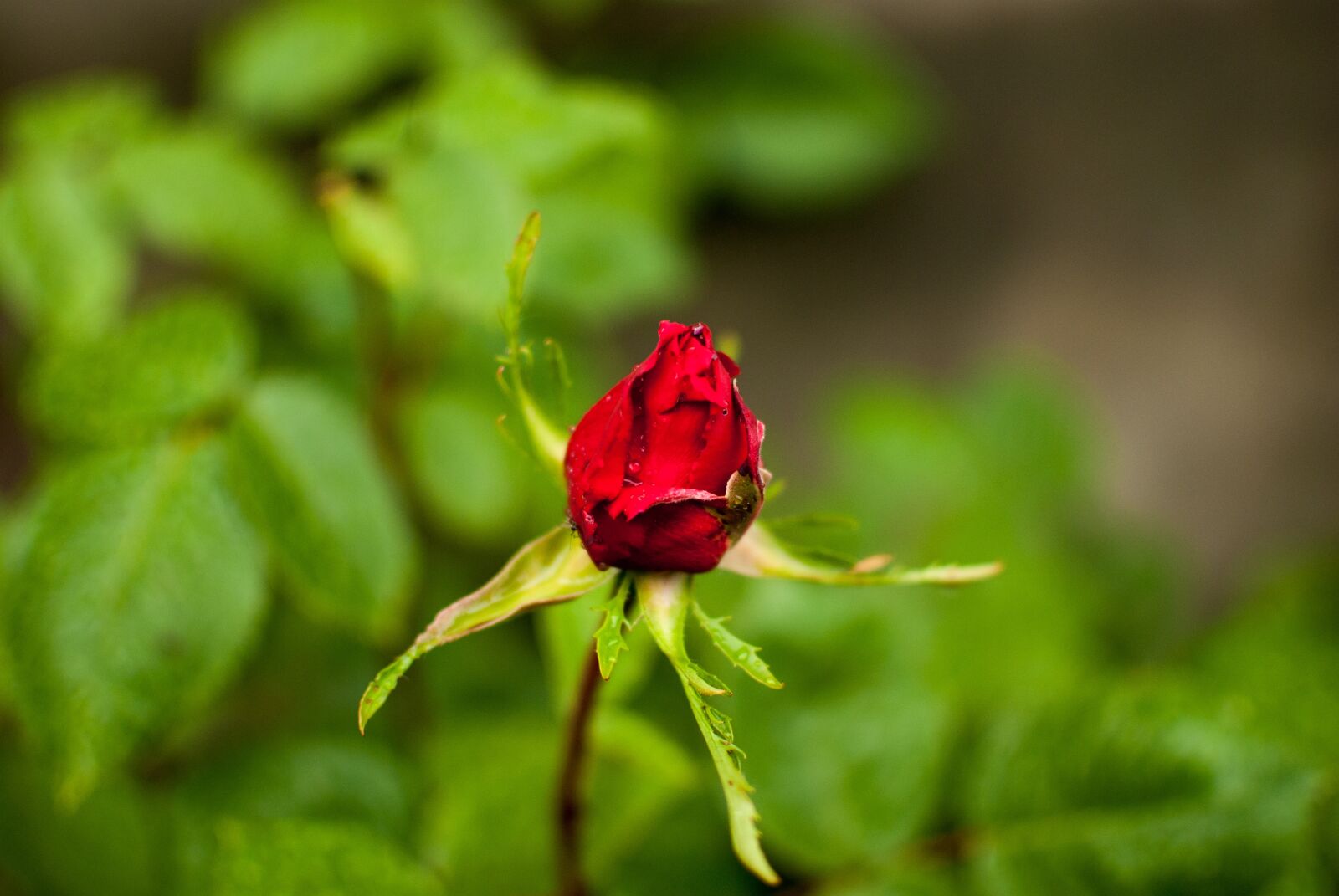Nikon D60 sample photo. Rose, flower, rose flower photography