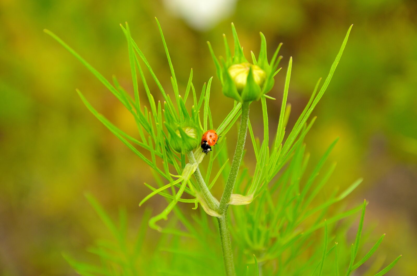 Nikon D7000 sample photo. Ladybug, flower, nature photography