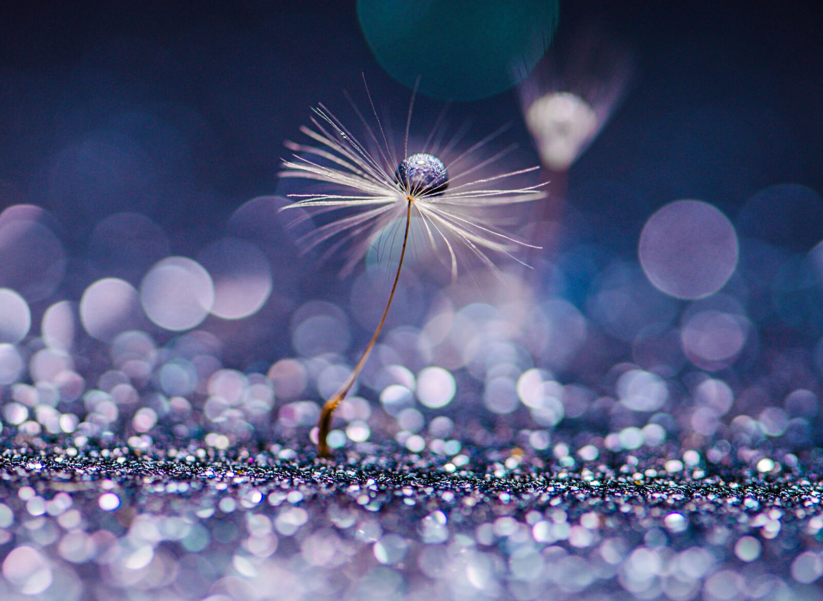 Nikon D5100 sample photo. Flower, dandelion, seed photography