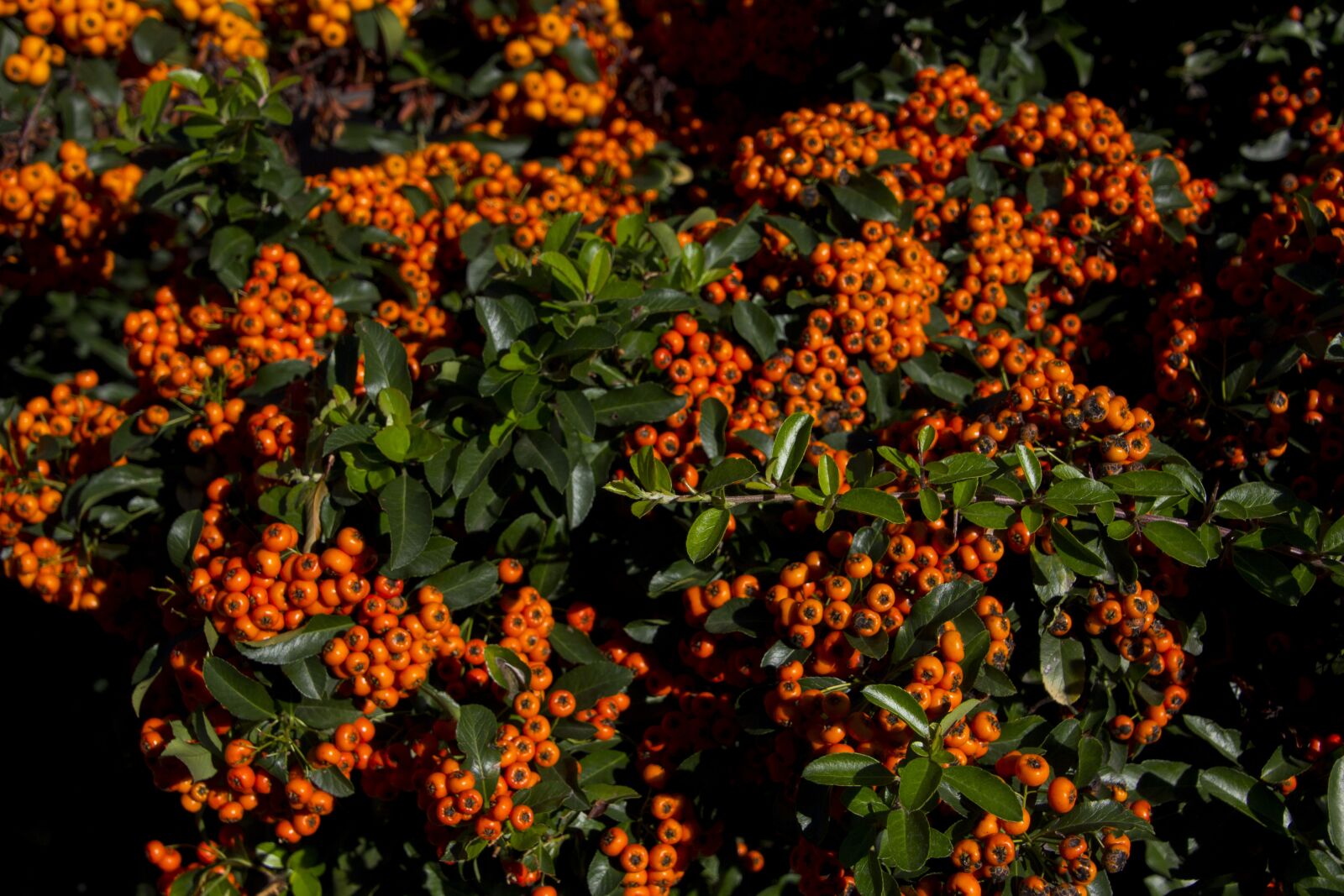 Canon EOS 60D sample photo. Hungary, plant, nature photography