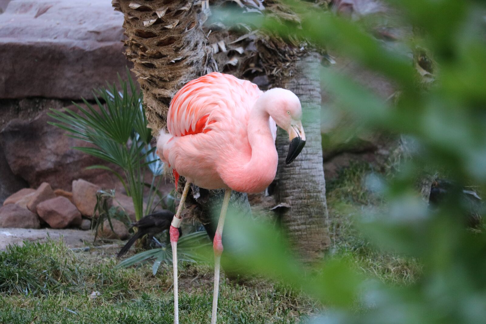 Canon EOS 750D (EOS Rebel T6i / EOS Kiss X8i) + Canon EF-S 55-250mm F4-5.6 IS STM sample photo. Flamingo, pink flamingo, pink photography
