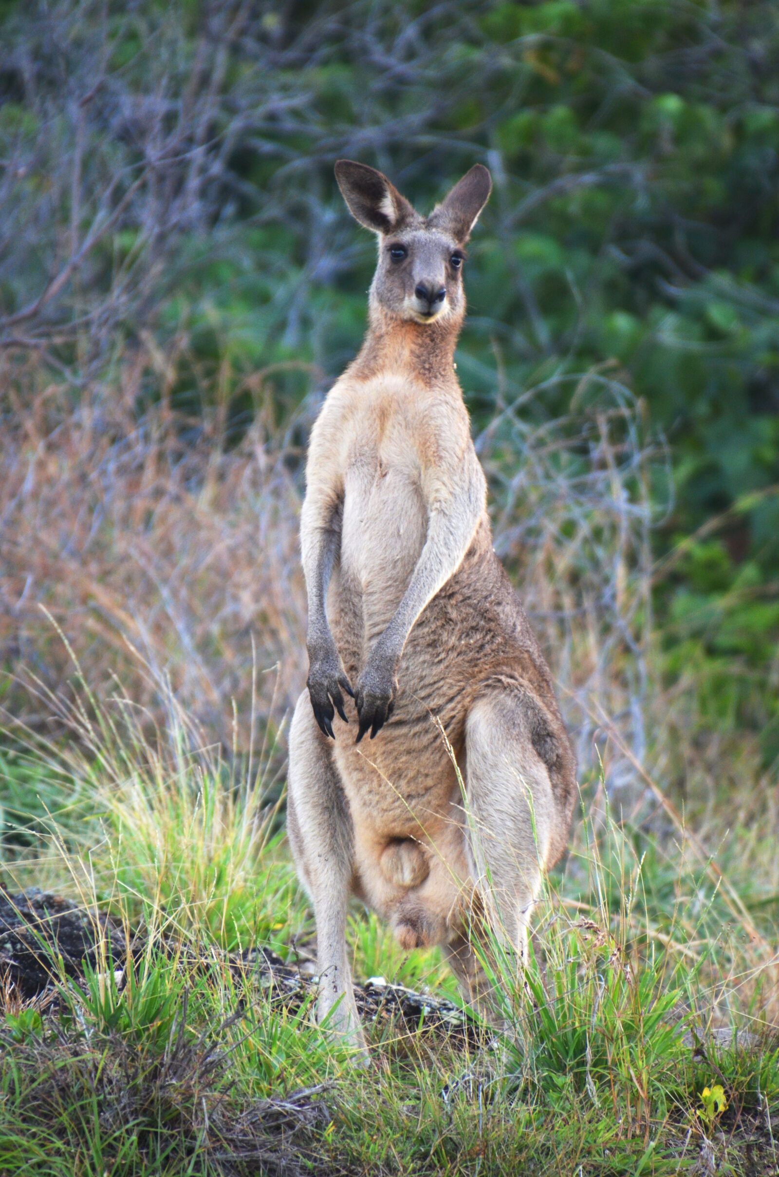 Nikon D5100 sample photo. Australia, kangaroo, nature, wildlife photography