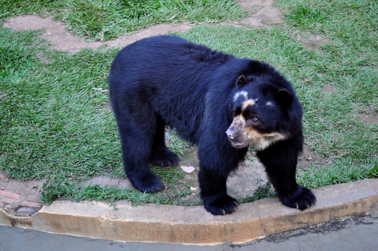 Nikon D5000 sample photo. Black bear, zoo photography