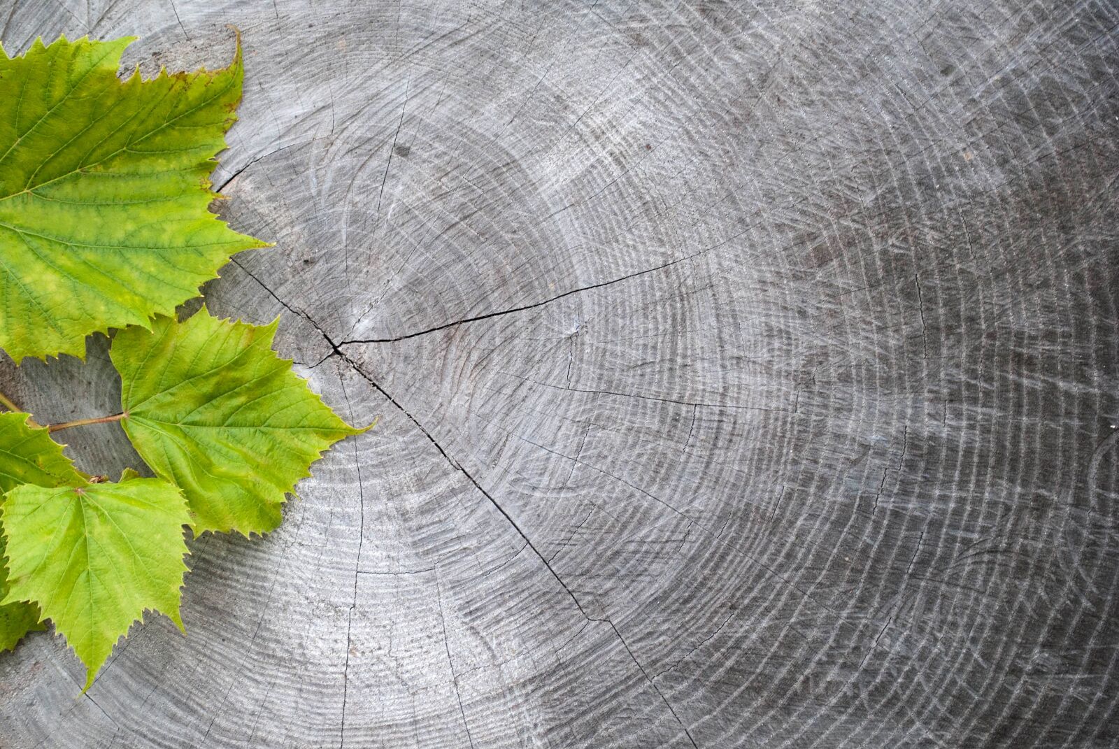 Nikon D3000 sample photo. Autumn, background, board photography