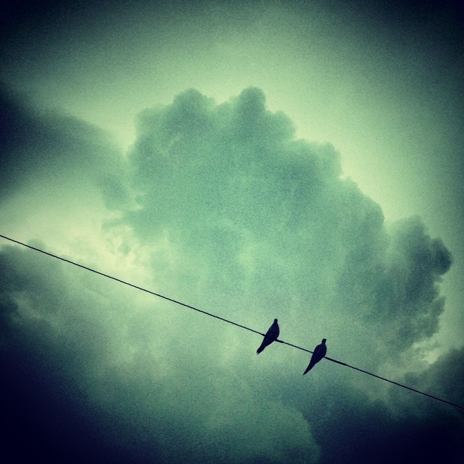 Apple iPhone 4S sample photo. Birds, animals, sky photography