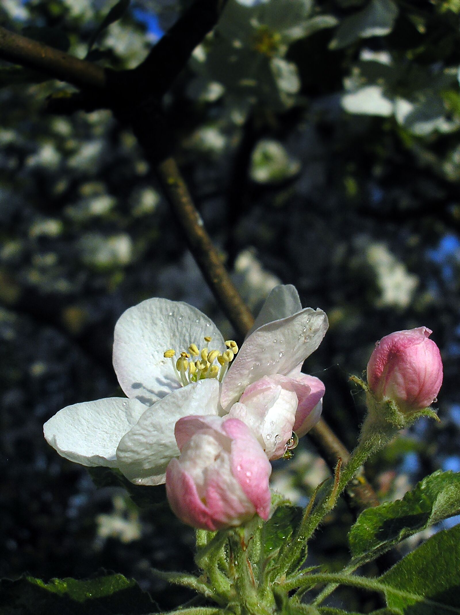 Olympus X550,D545Z,C480Z sample photo. Spring, apple tree, flower photography