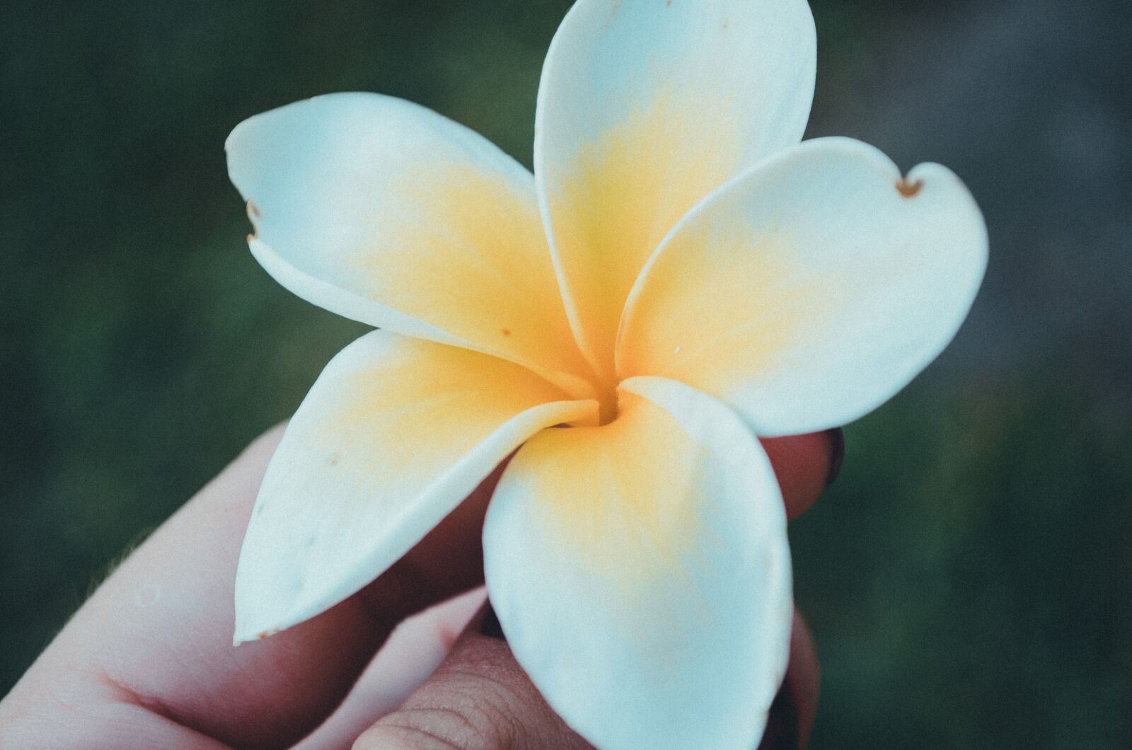 Nikon D5100 sample photo. Flower, white, bloom photography
