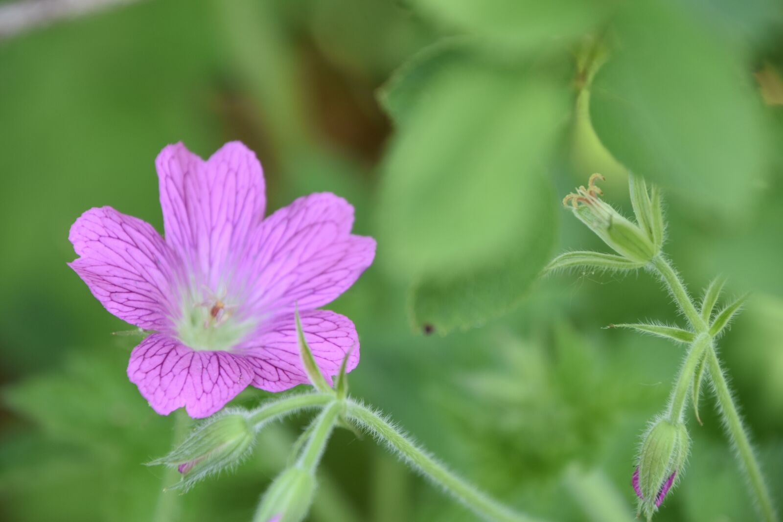 Nikon D5600 sample photo. Flower, plant, petals photography