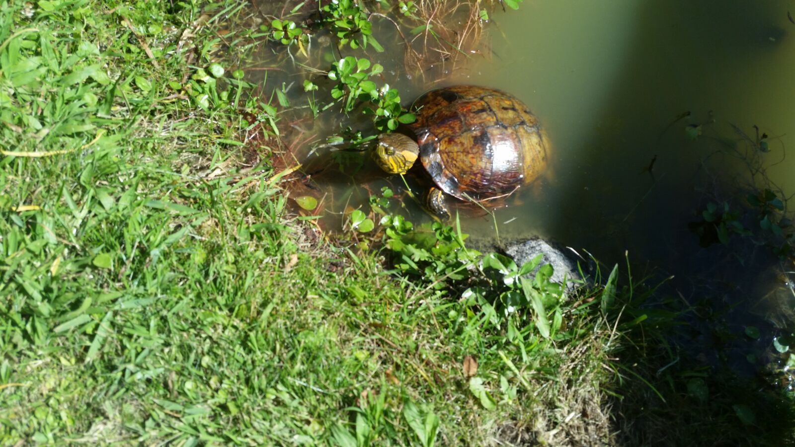 Samsung Galaxy S5 sample photo. Turtle, reptile, animal photography