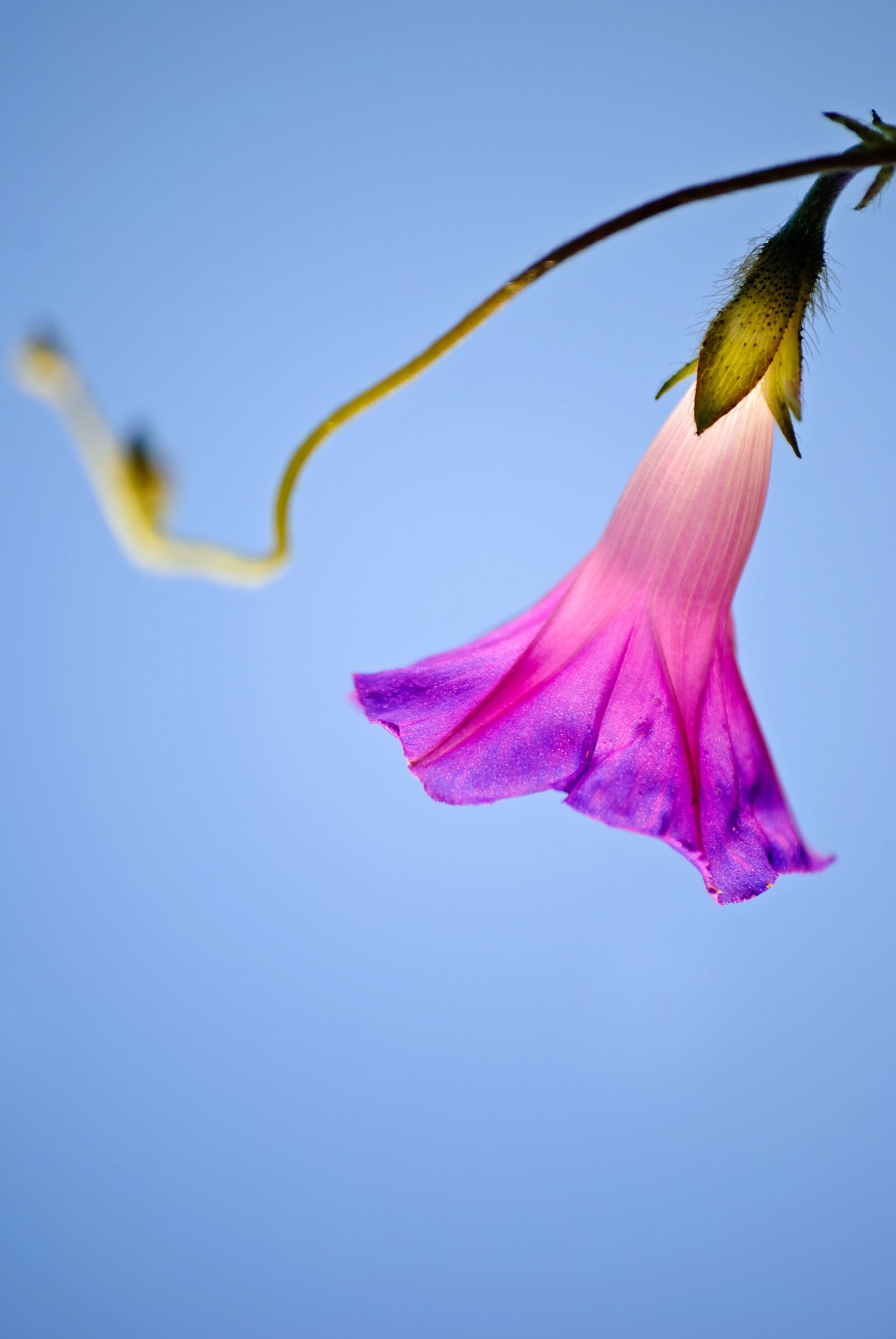 Nikon D80 sample photo. Nature, flower, summer photography