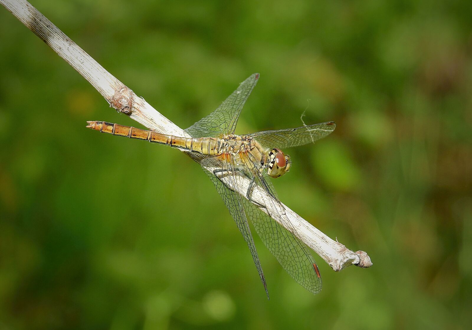 Nikon Coolpix P900 sample photo. Ważka, insect, nature photography