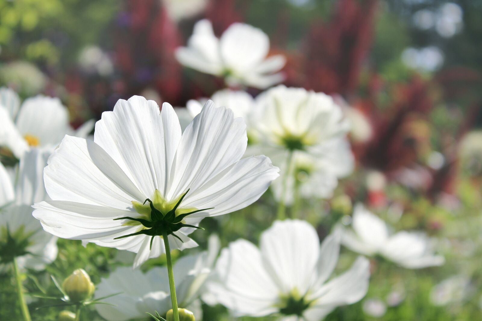 Canon EOS 1300D (EOS Rebel T6 / EOS Kiss X80) sample photo. Cosmea, flowers, flower photography