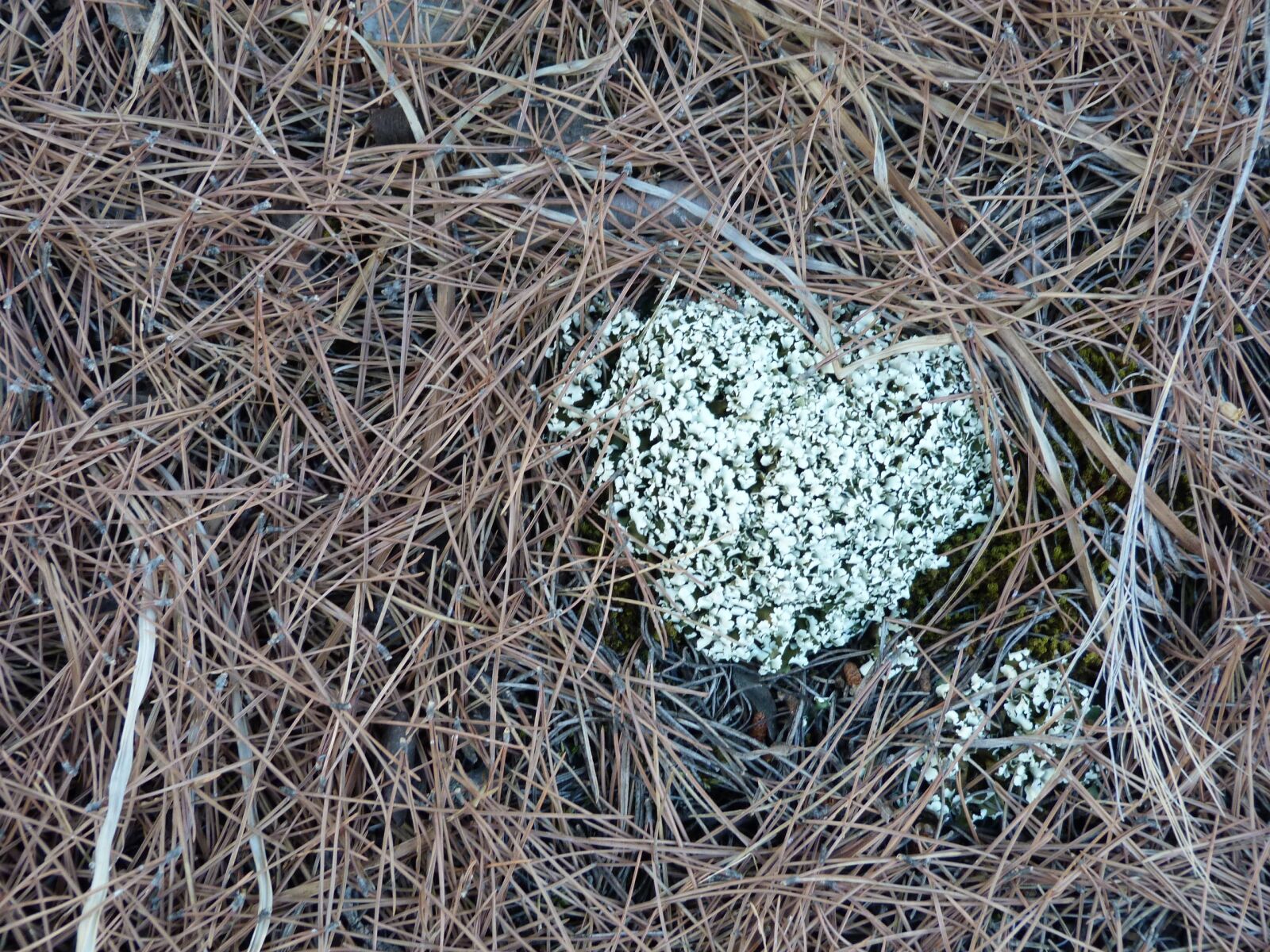 Panasonic Lumix DMC-FZ40 (Lumix DMC-FZ45) sample photo. Lichen, nature, ecology photography