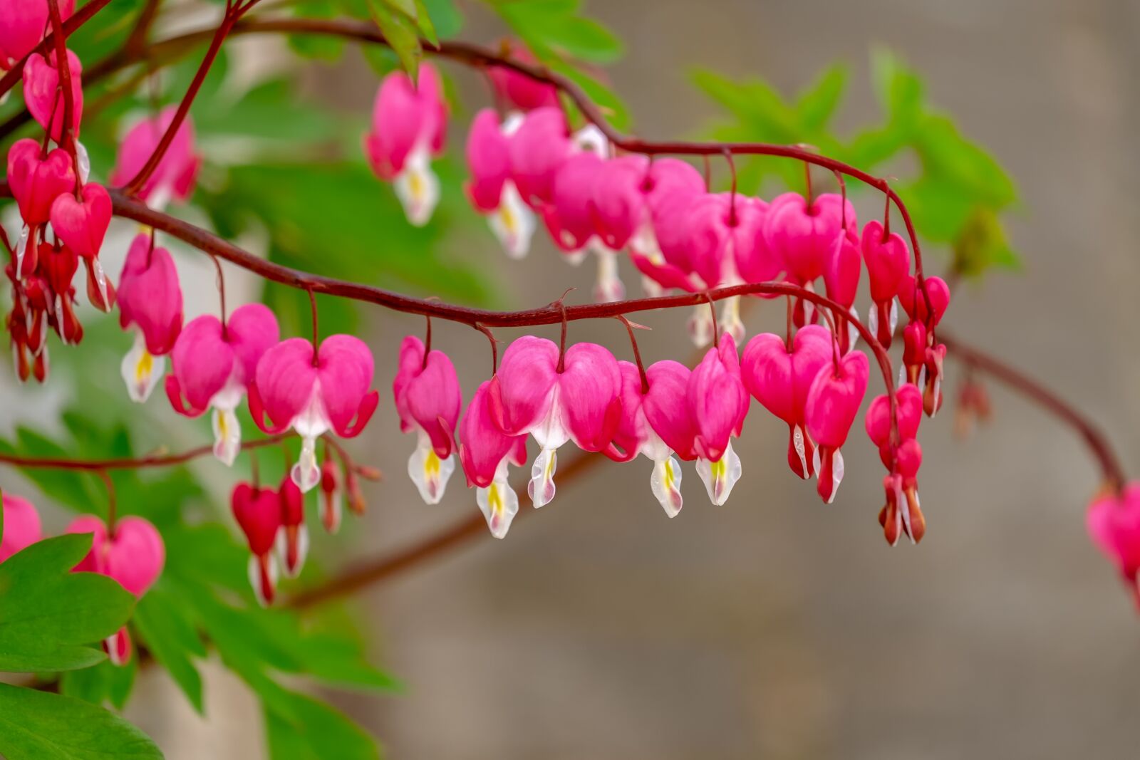 Fujifilm XF 55-200mm F3.5-4.8 R LM OIS sample photo. Bleeding heart, flower, blossom photography