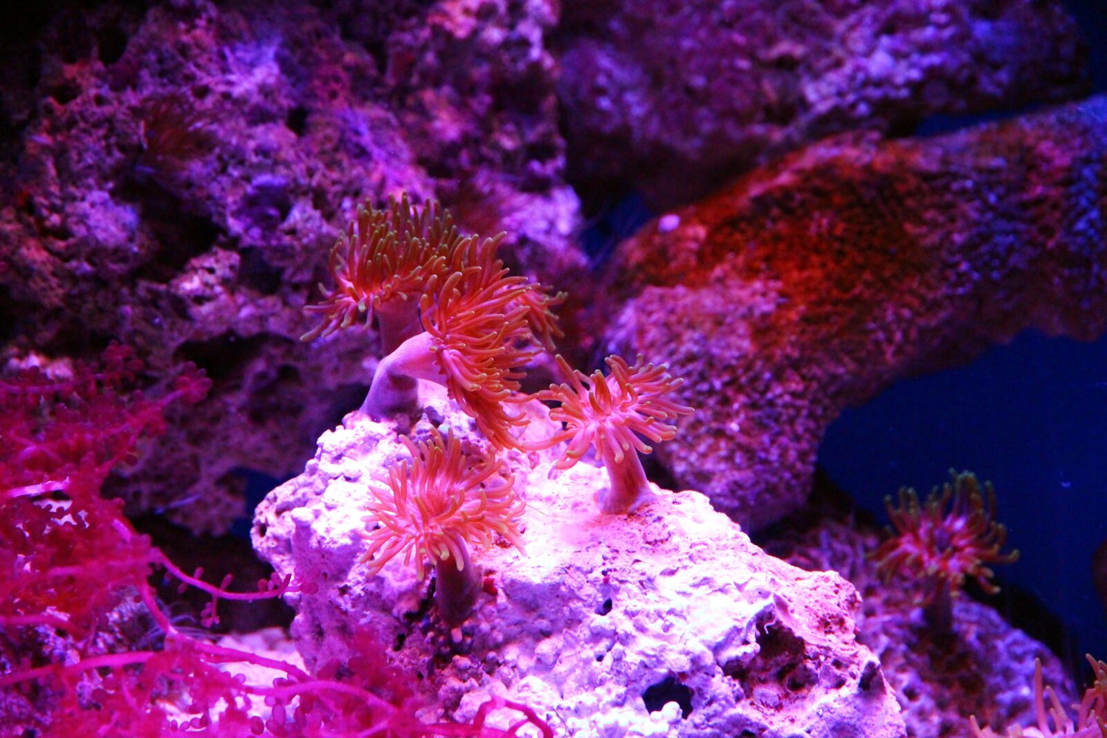 Canon EOS 650D (EOS Rebel T4i / EOS Kiss X6i) sample photo. Polyp, actinium, anemone photography