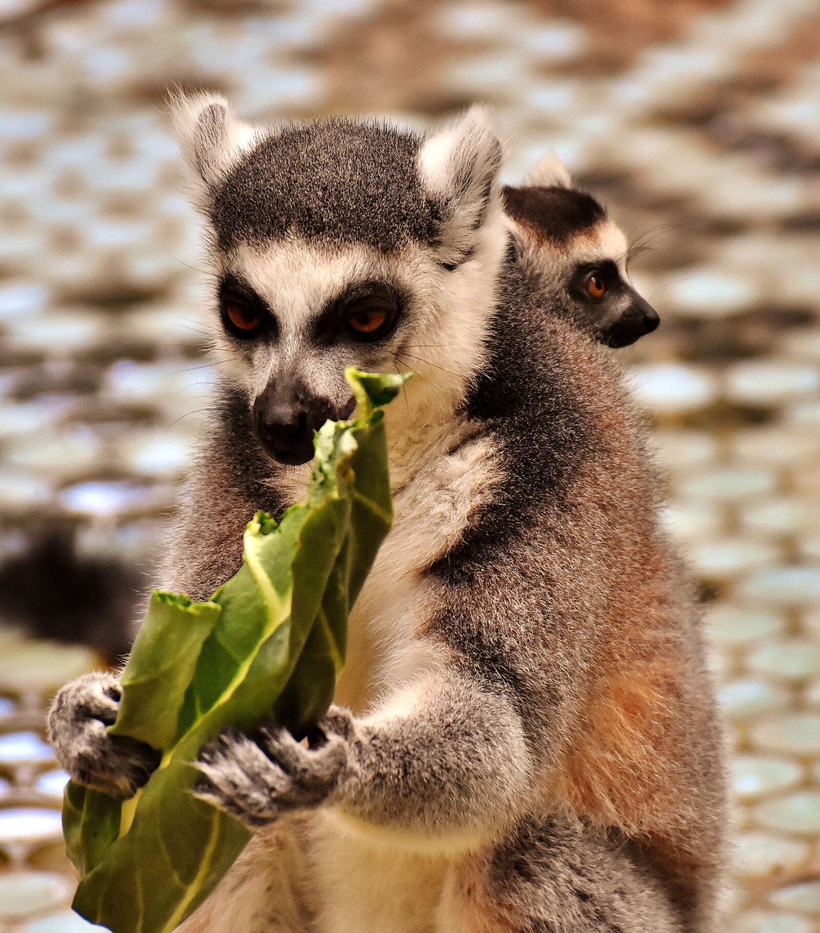 Nikon D7200 sample photo. Monkey, lemur, eat photography