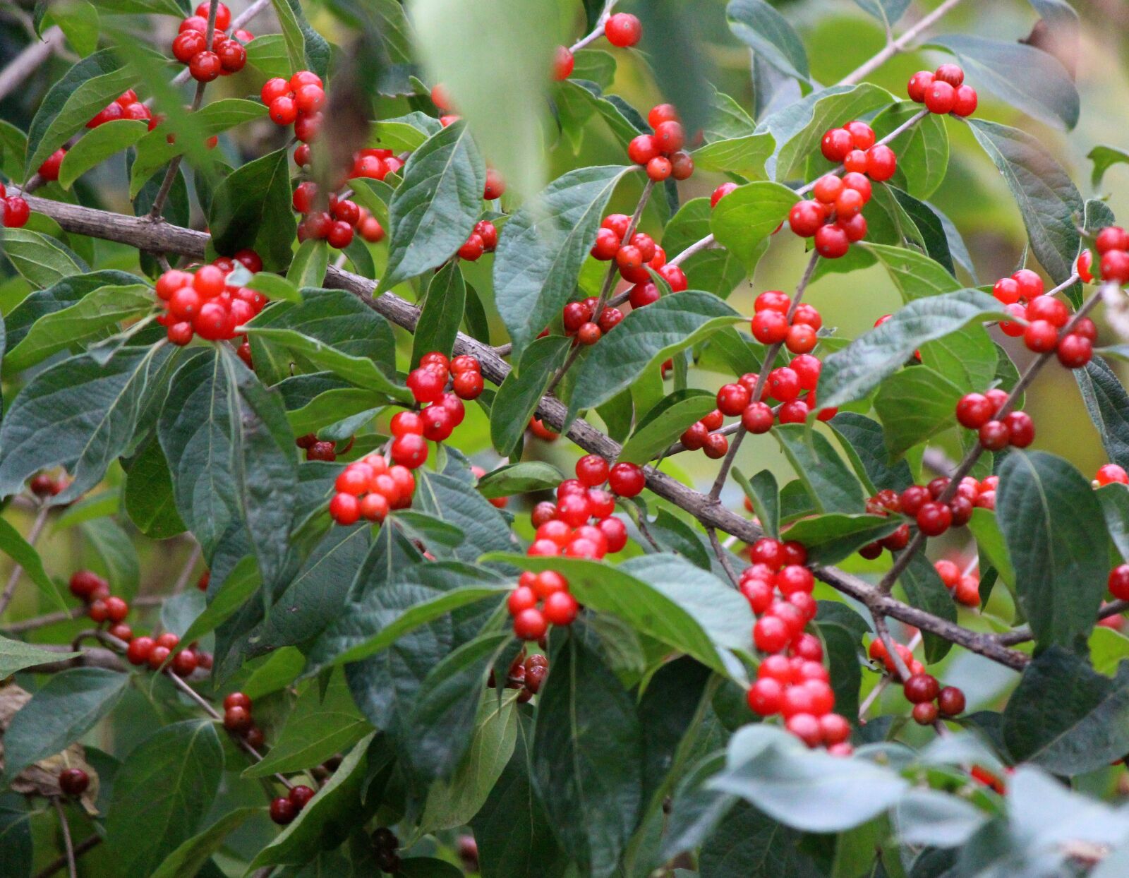 Canon EOS 700D (EOS Rebel T5i / EOS Kiss X7i) sample photo. Berries, leaves, nature photography