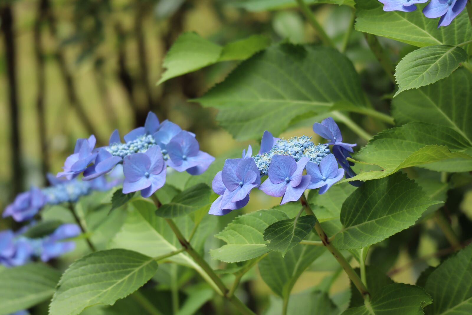Canon EF-M 55-200mm F4.5-6.3 IS STM sample photo. Plant, flowers, hydrangea photography