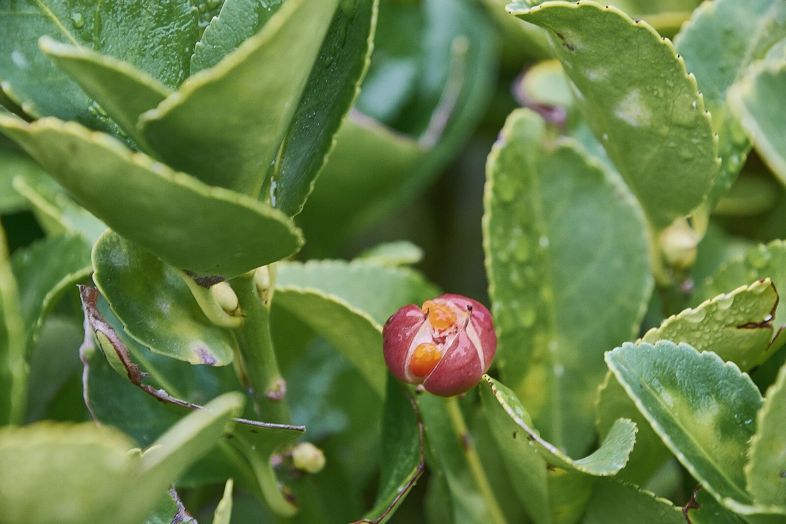 Nikon D7200 sample photo. Flower, leaves, plant photography