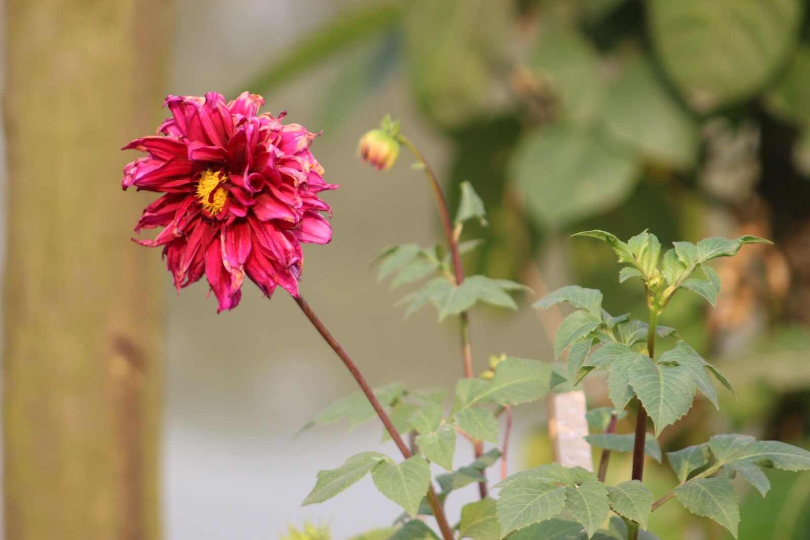 Canon EF75-300mm f/4-5.6 sample photo. Bangladeshi nature, indian nature photography