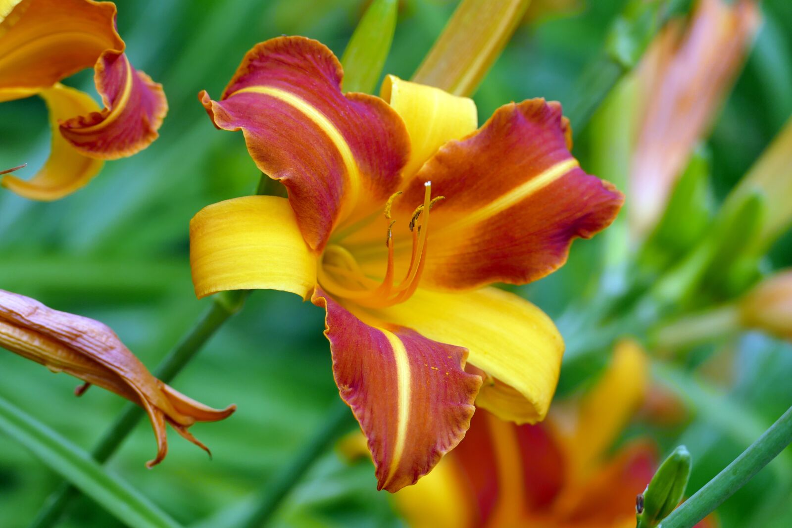Panasonic Lumix DMC-FZ1000 sample photo. Lily, lily blossom, flower photography